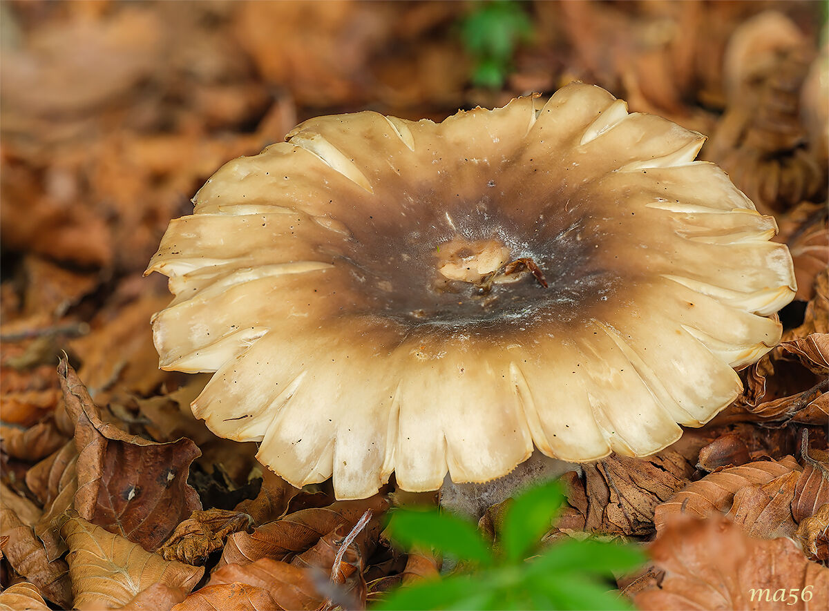 funghi che sembrano fiori...