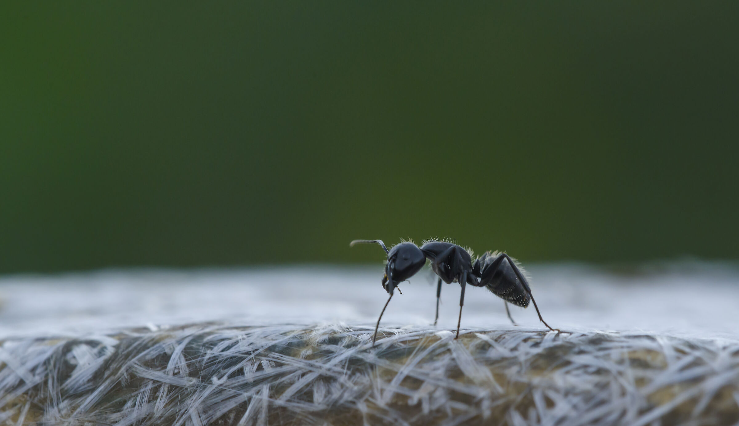 Il lungo cammino (Camponotus vagus)