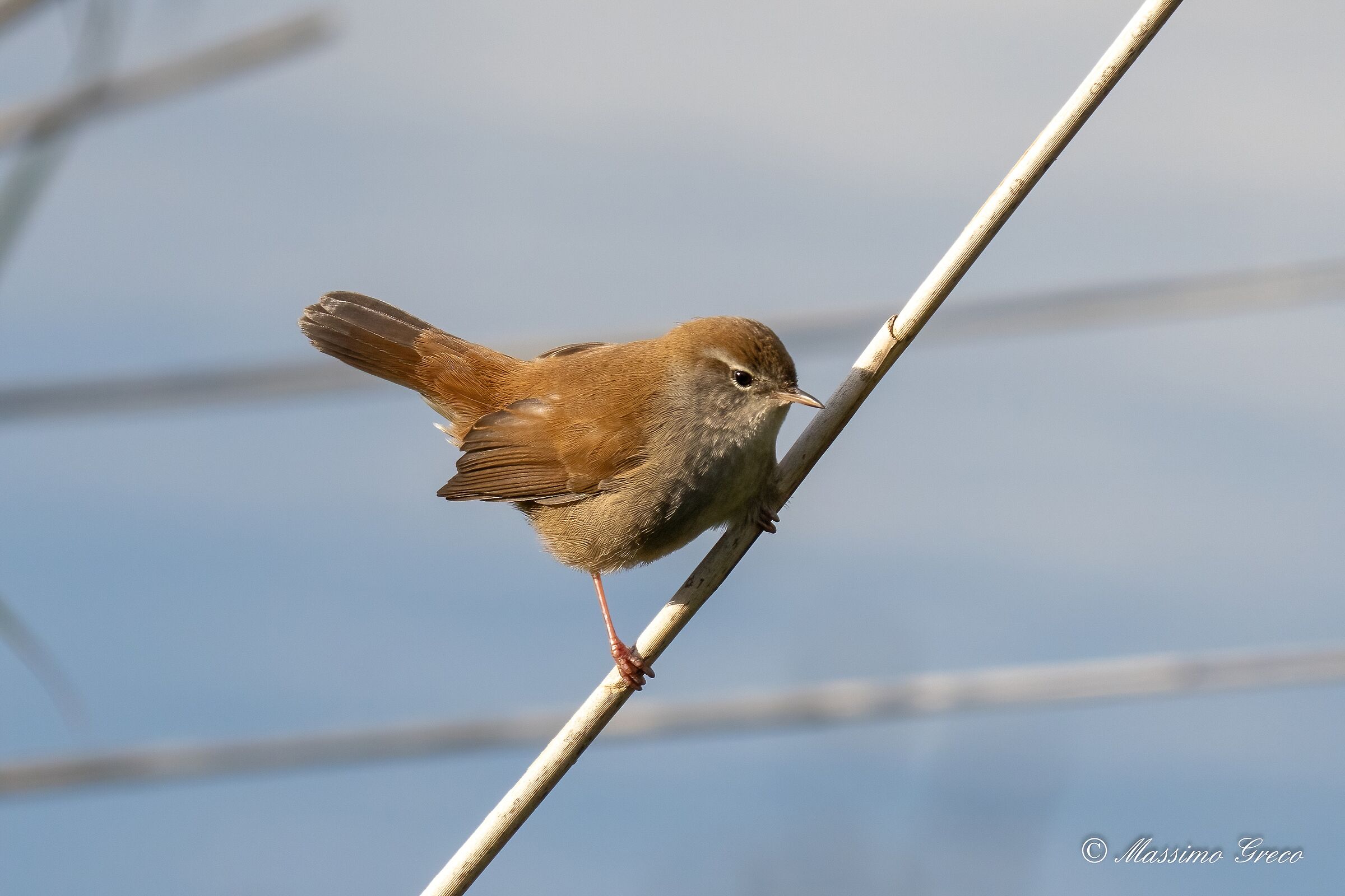 Usignolo di fiume (Cettia cetti)