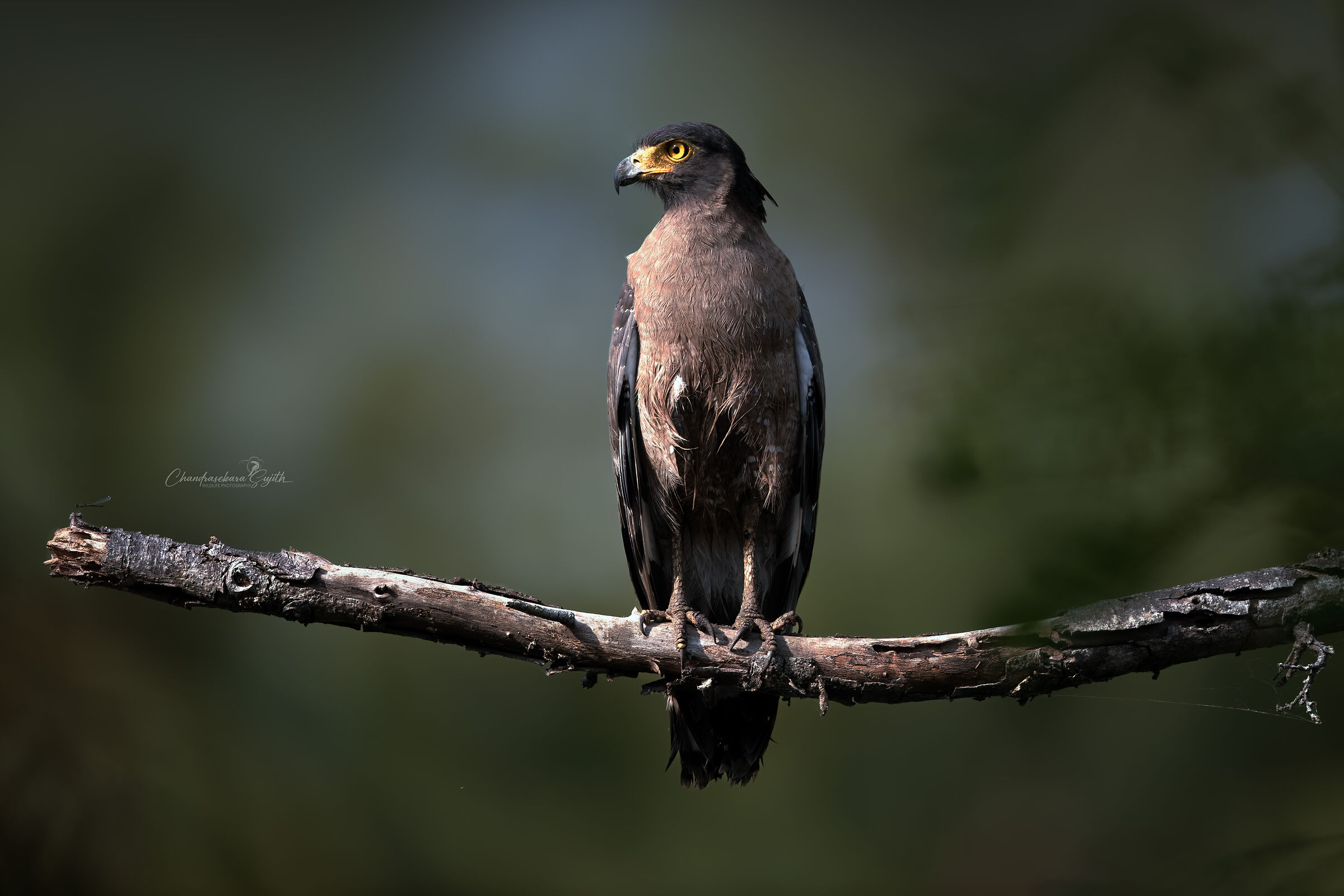 Crested Serpent Eagle