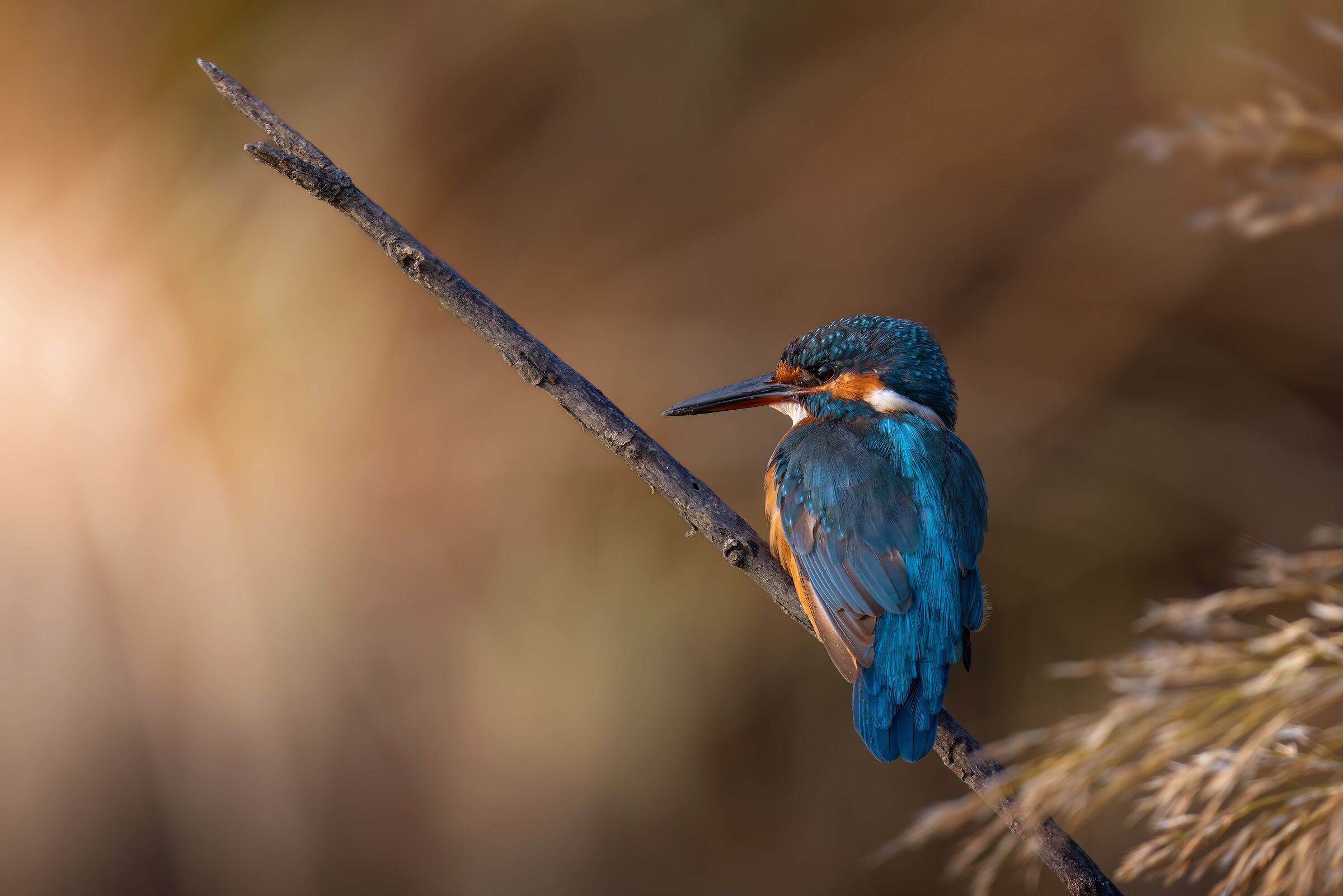 Kingfisher | Alcedo atthis (October 2025)