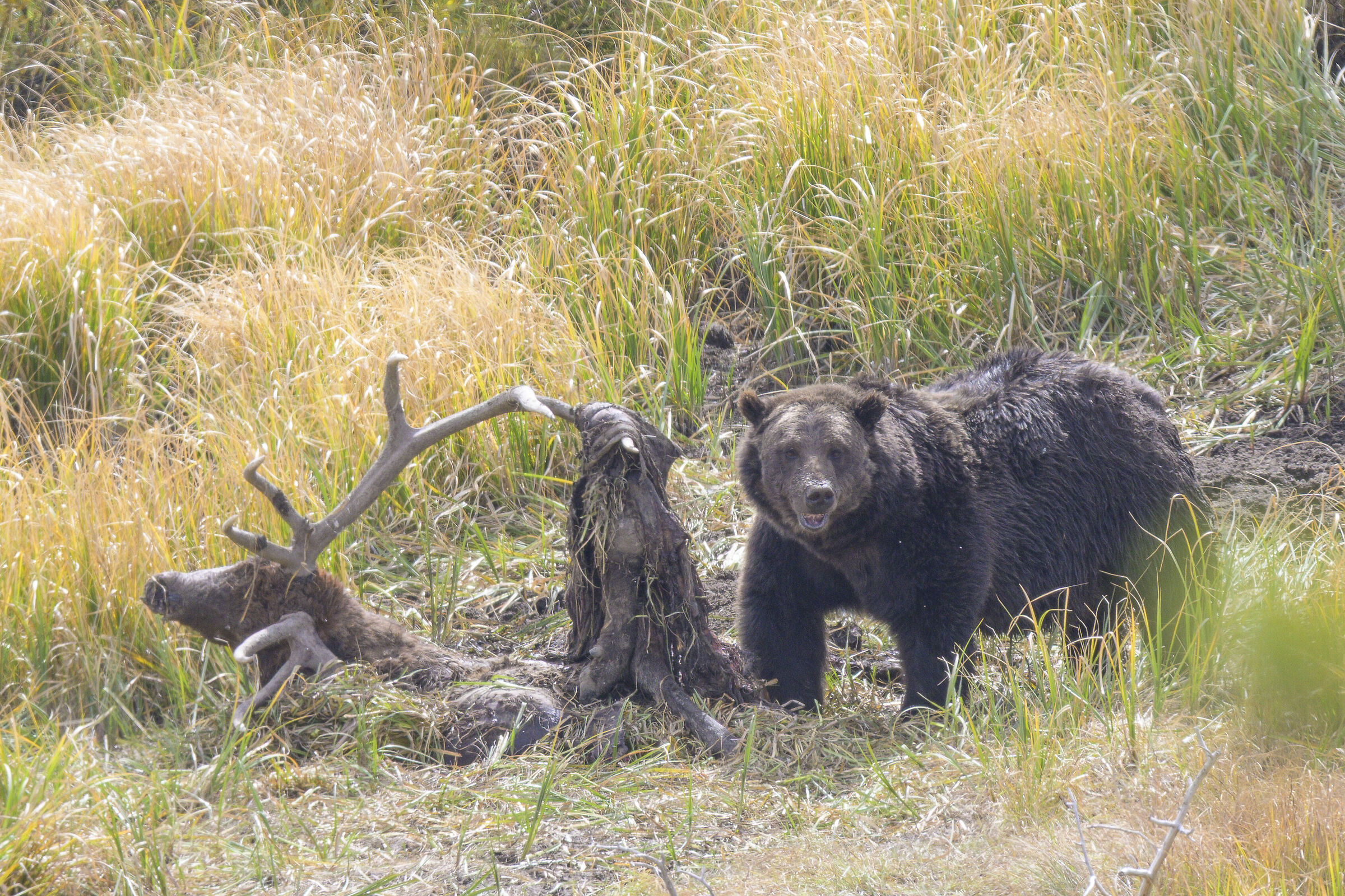 Orso Grizzly con preda