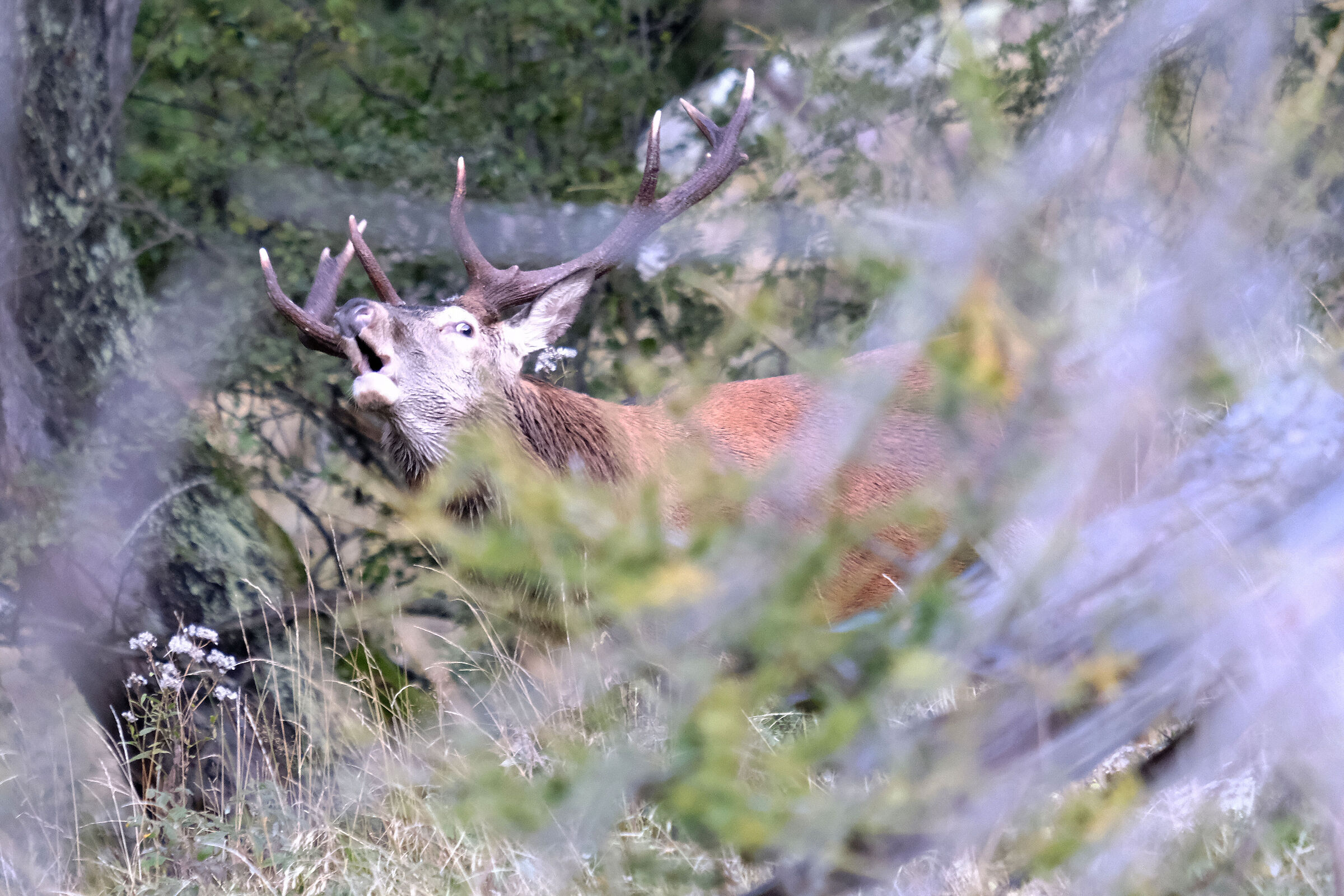 deer