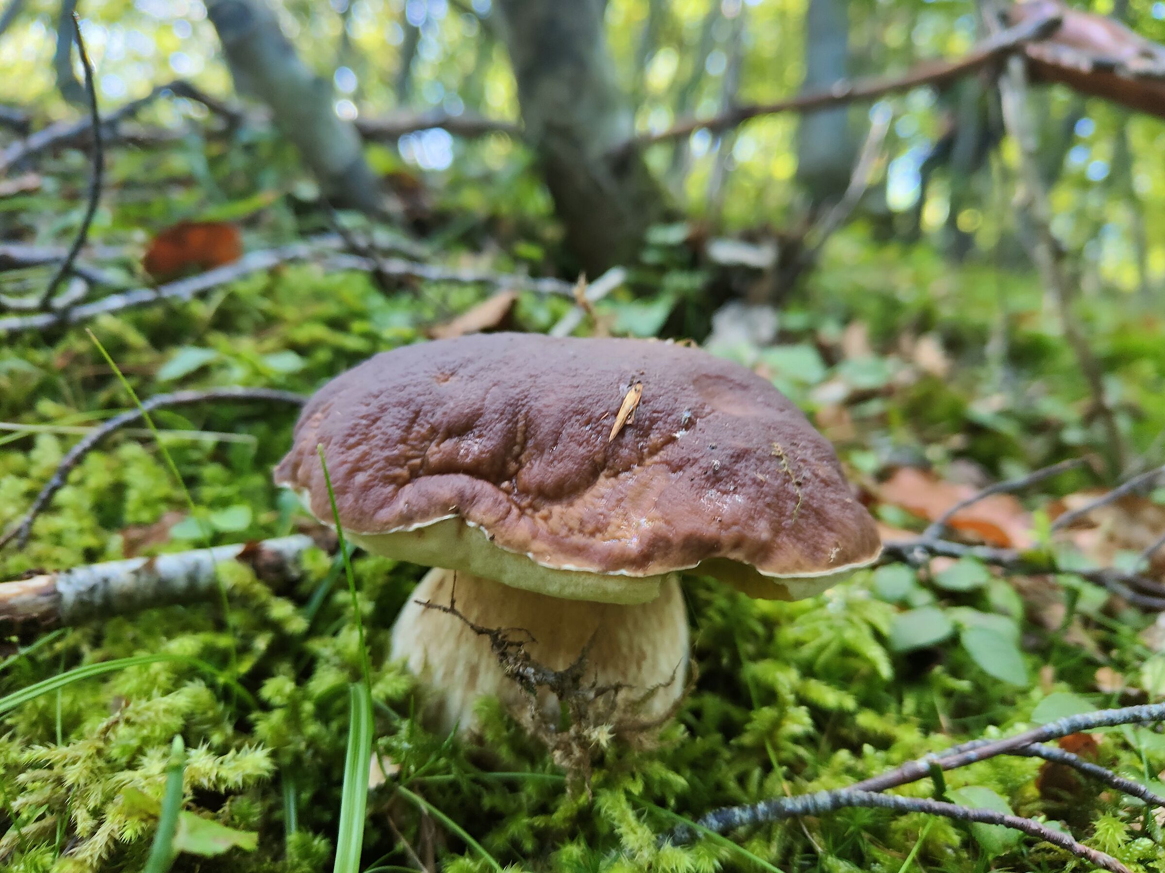 Boletus