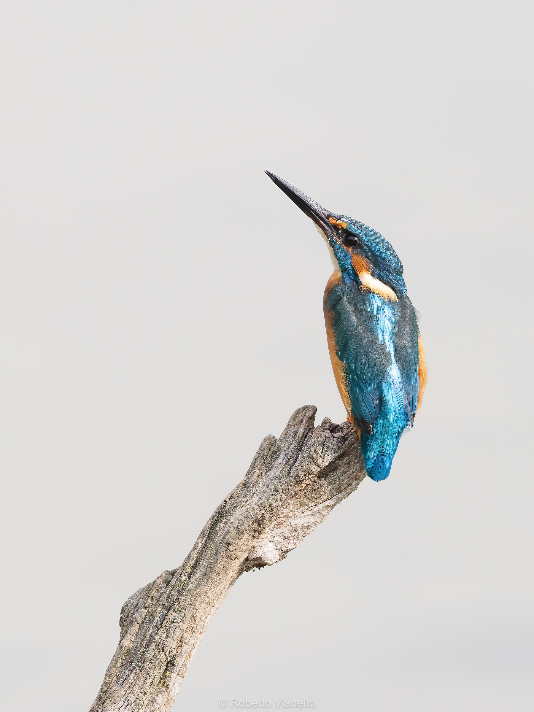 Martin pescatore maschio (Alcedo atthis)