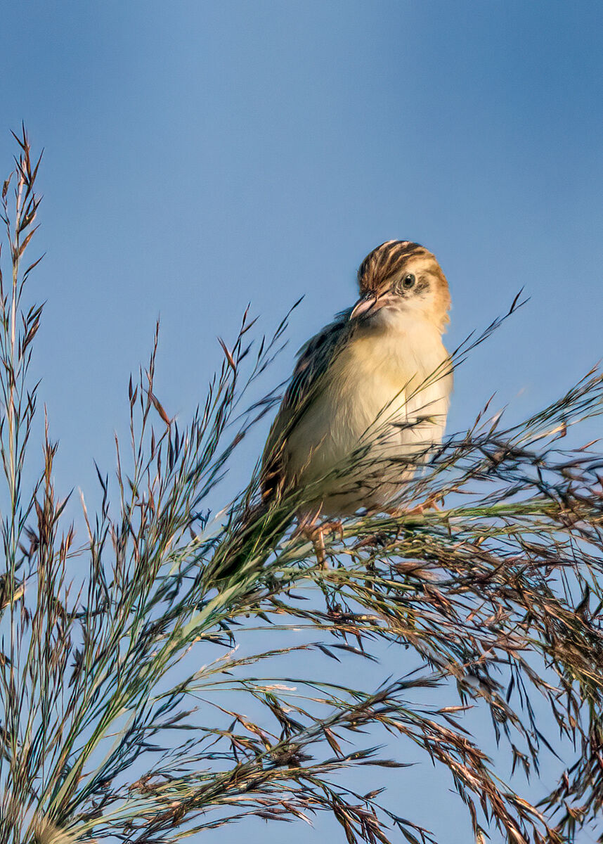 Beccamoschino (Cisticola juncidis)