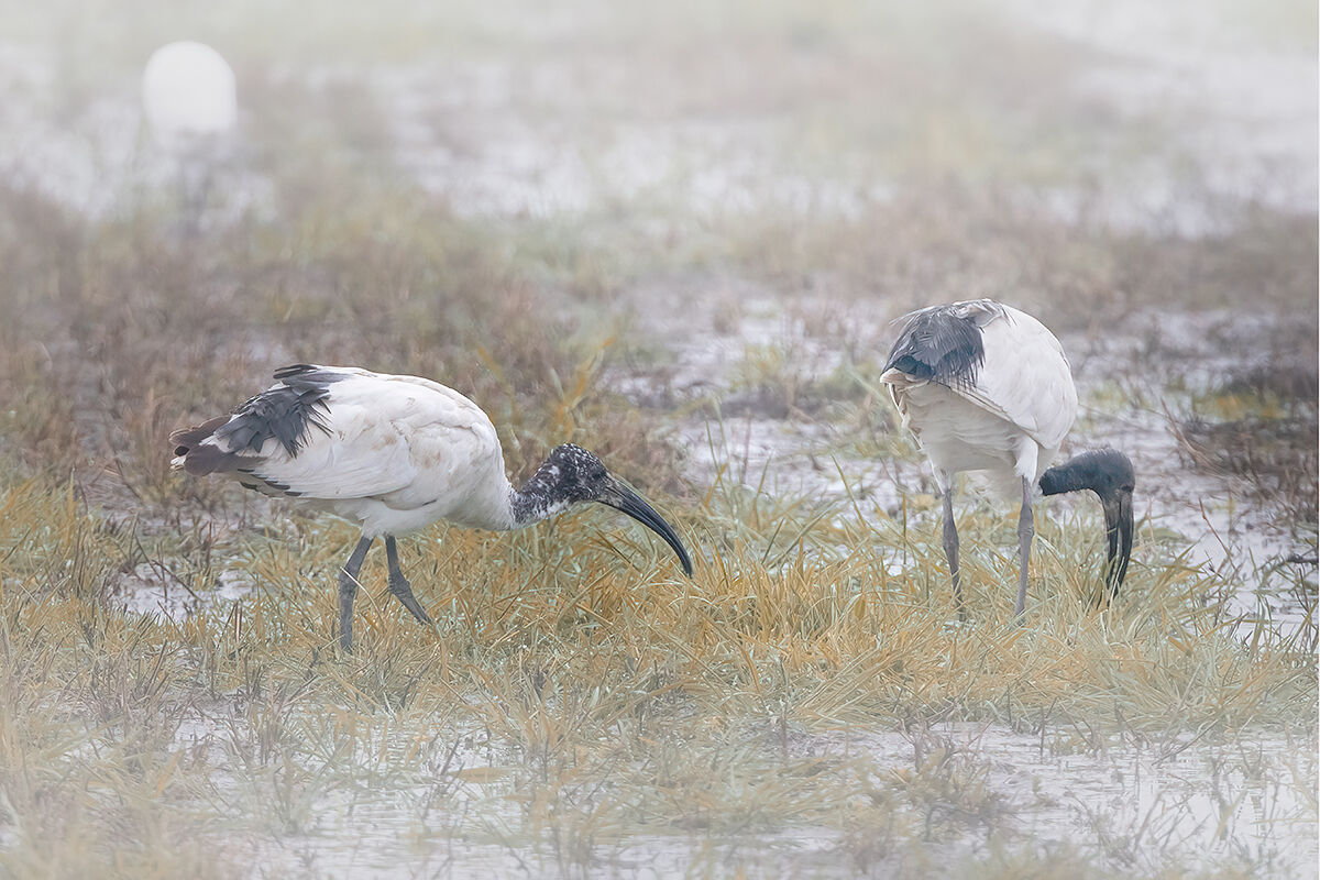 Ibis nella nebbia mattutina