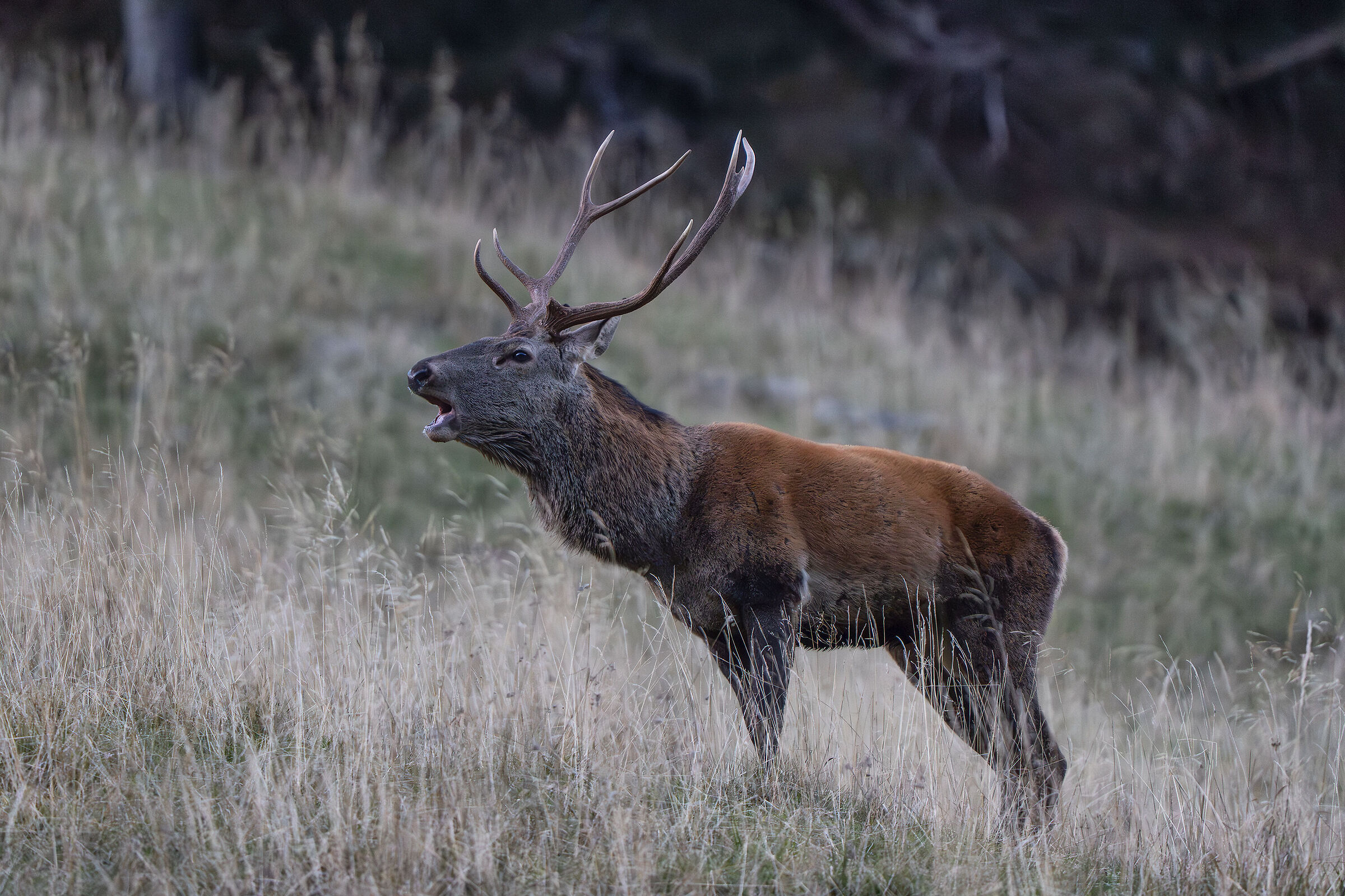 Bramito 2025 alpi carniche