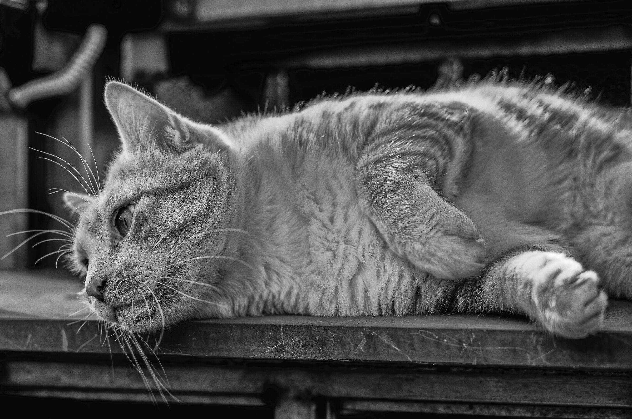 The cat in relaxation