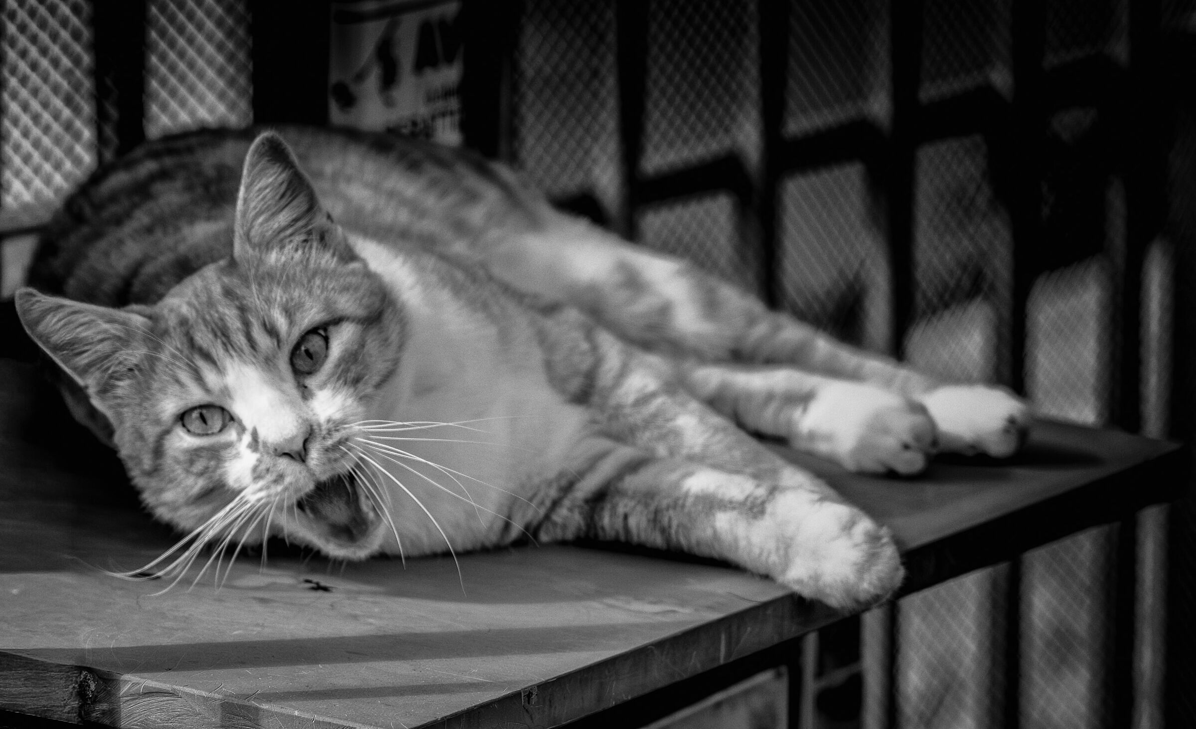 The cat in relaxation