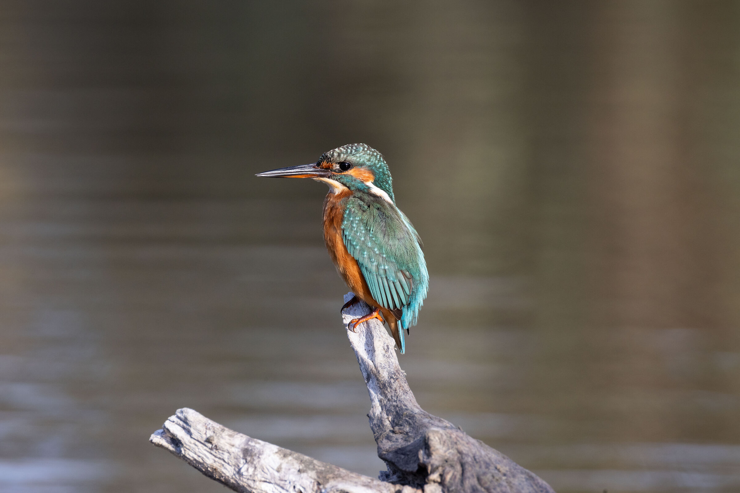 Kingfisher (LIPU CMH Ostia Oasis)