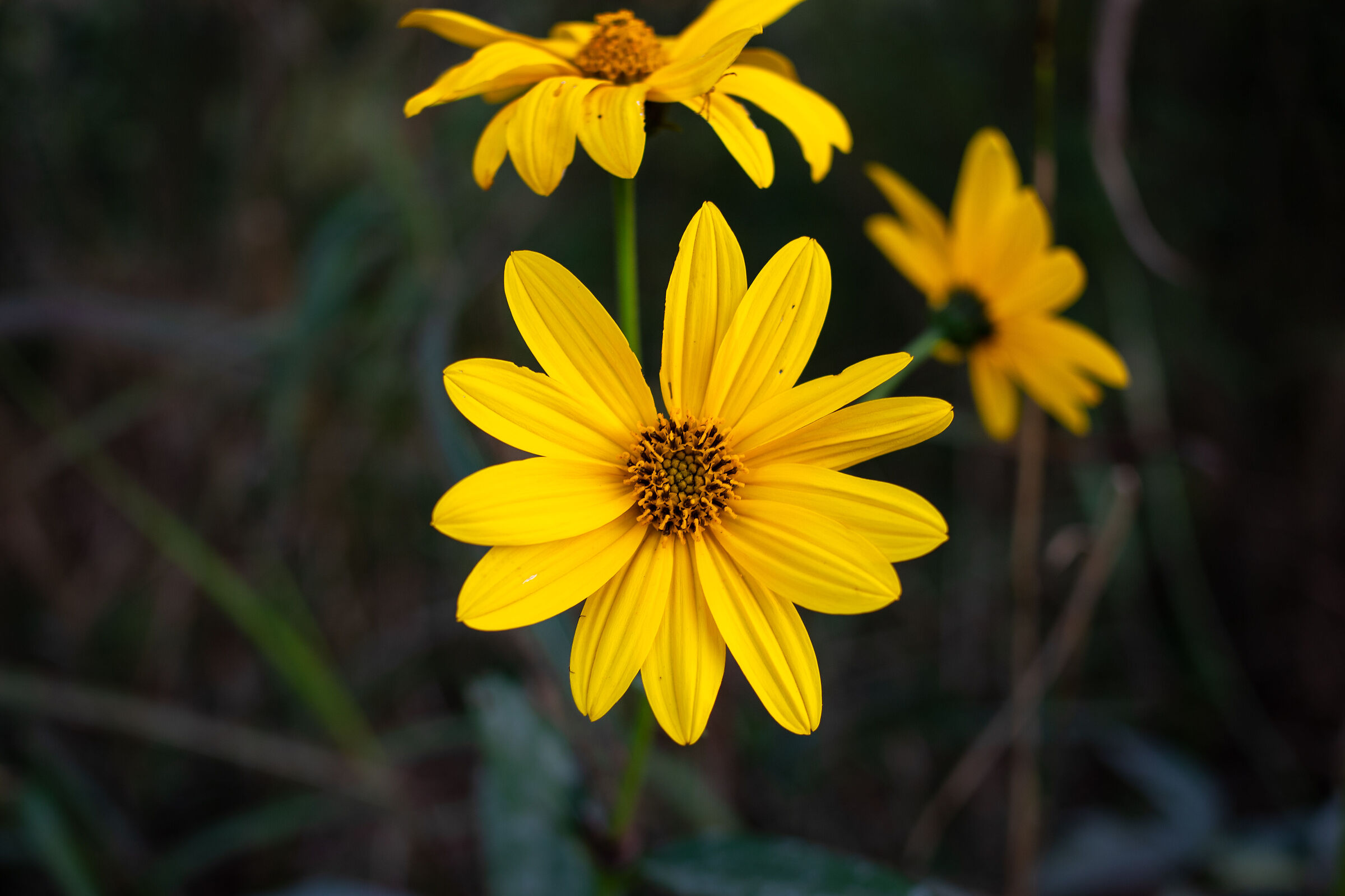Tre fiori