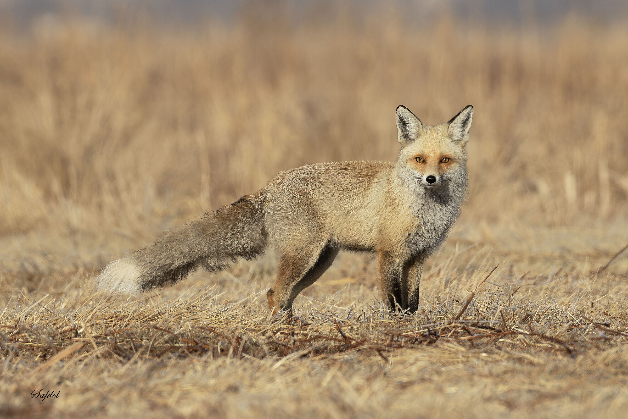 Red Fox