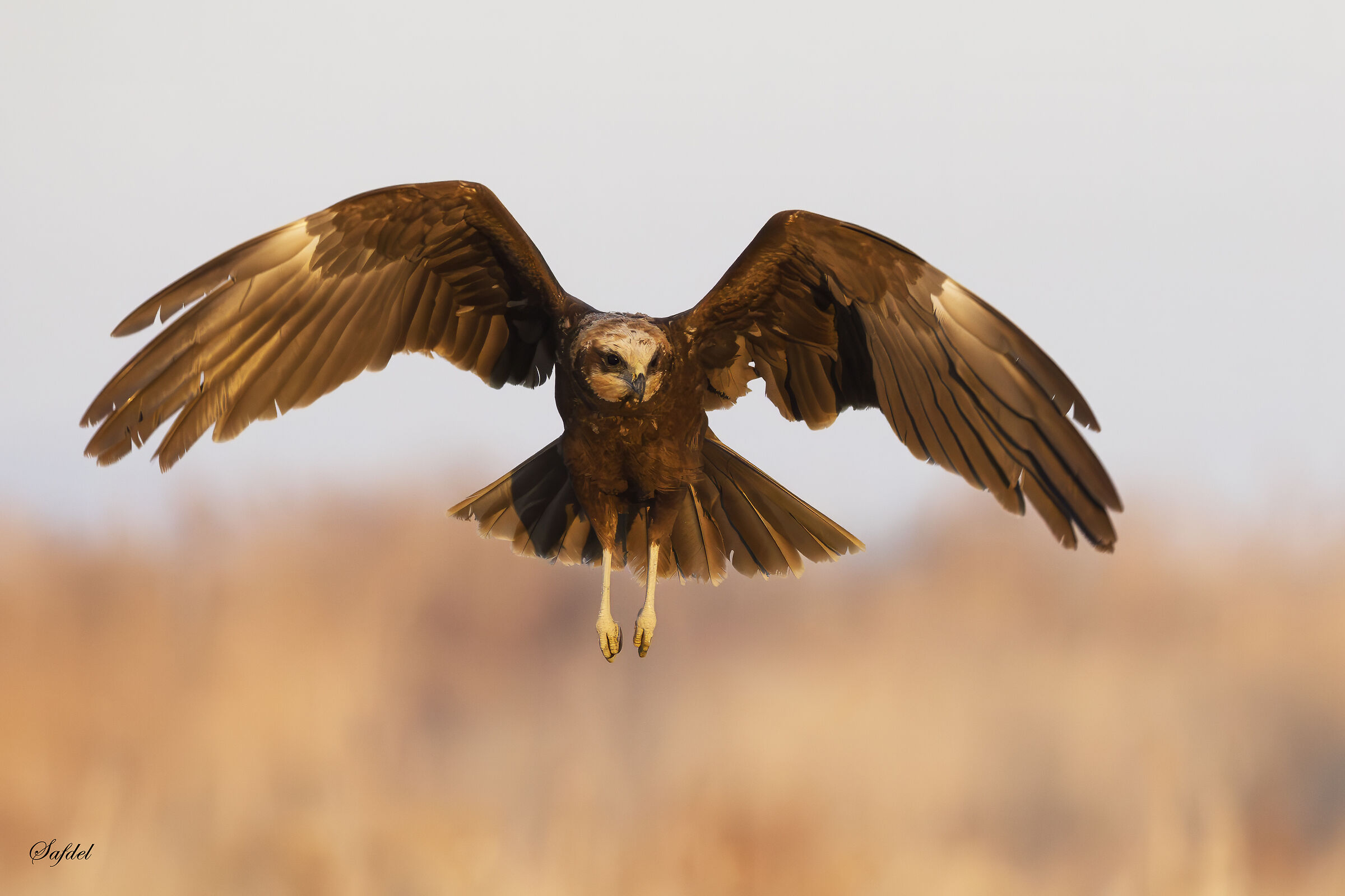 Western marsh harrier