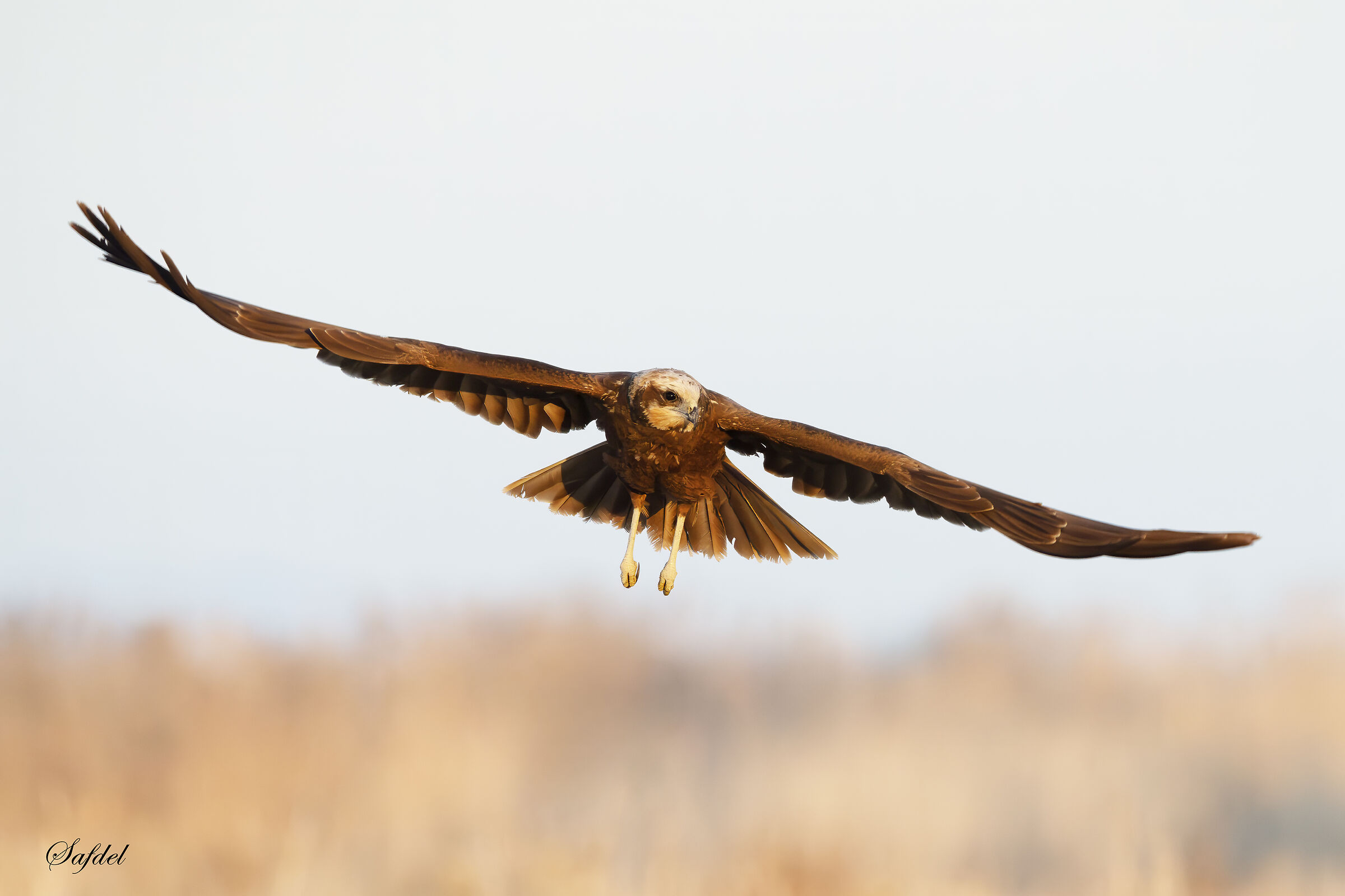 Western marsh harrier