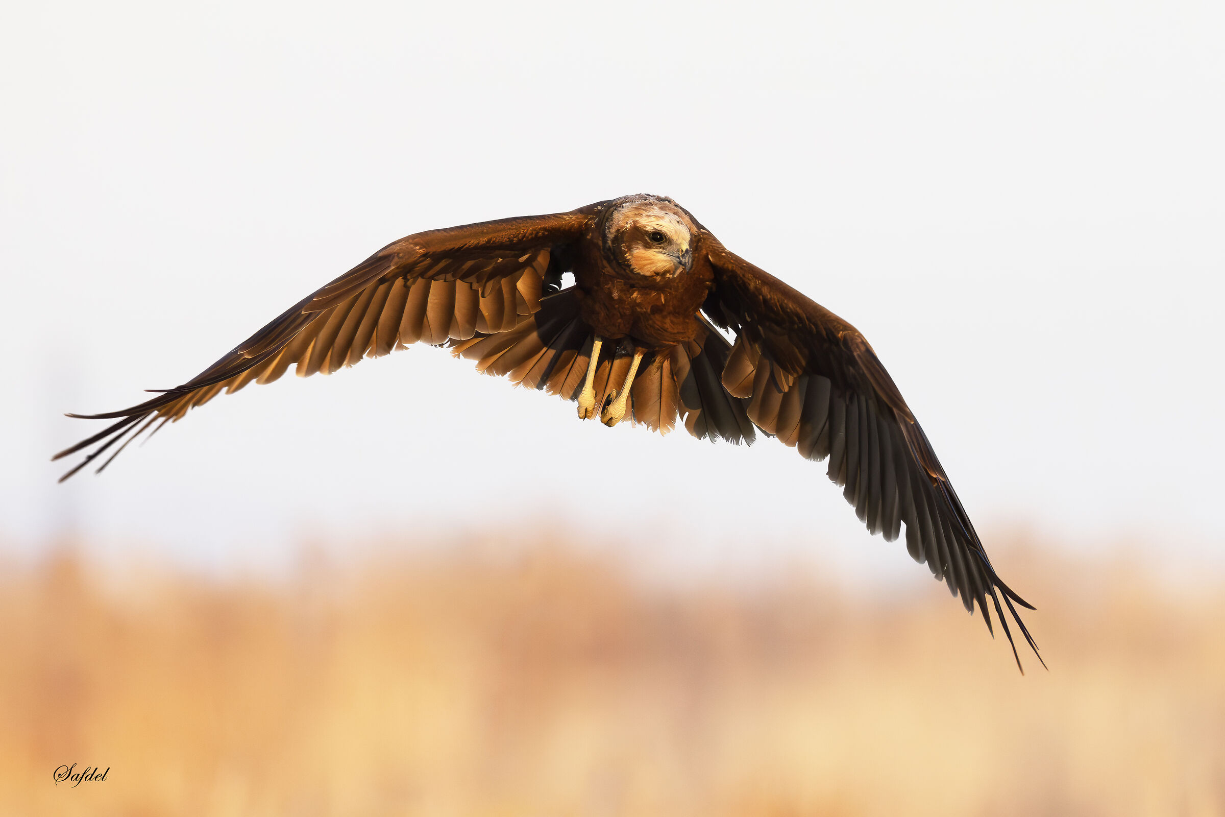 Western marsh harrier