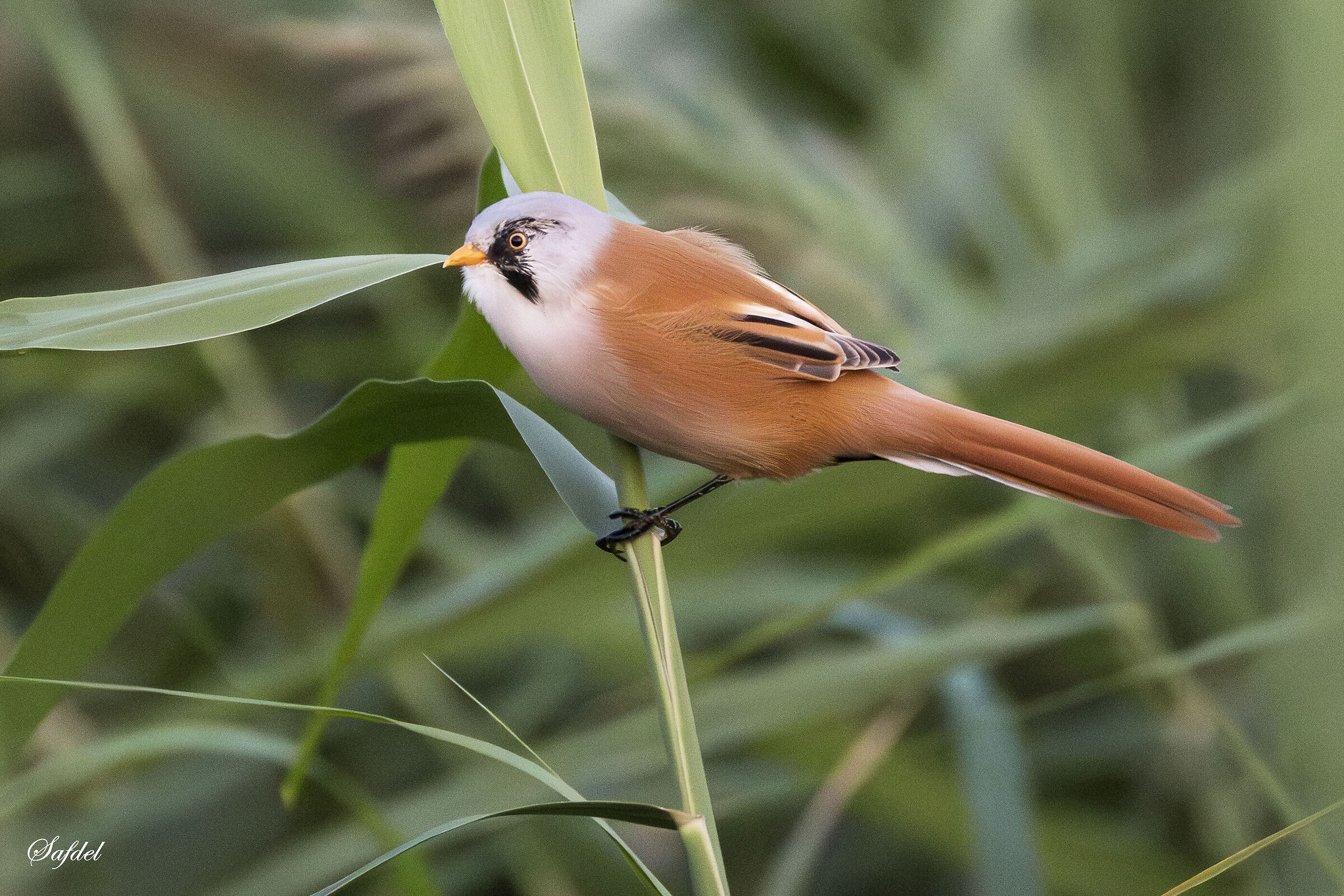 Bearded Reedling