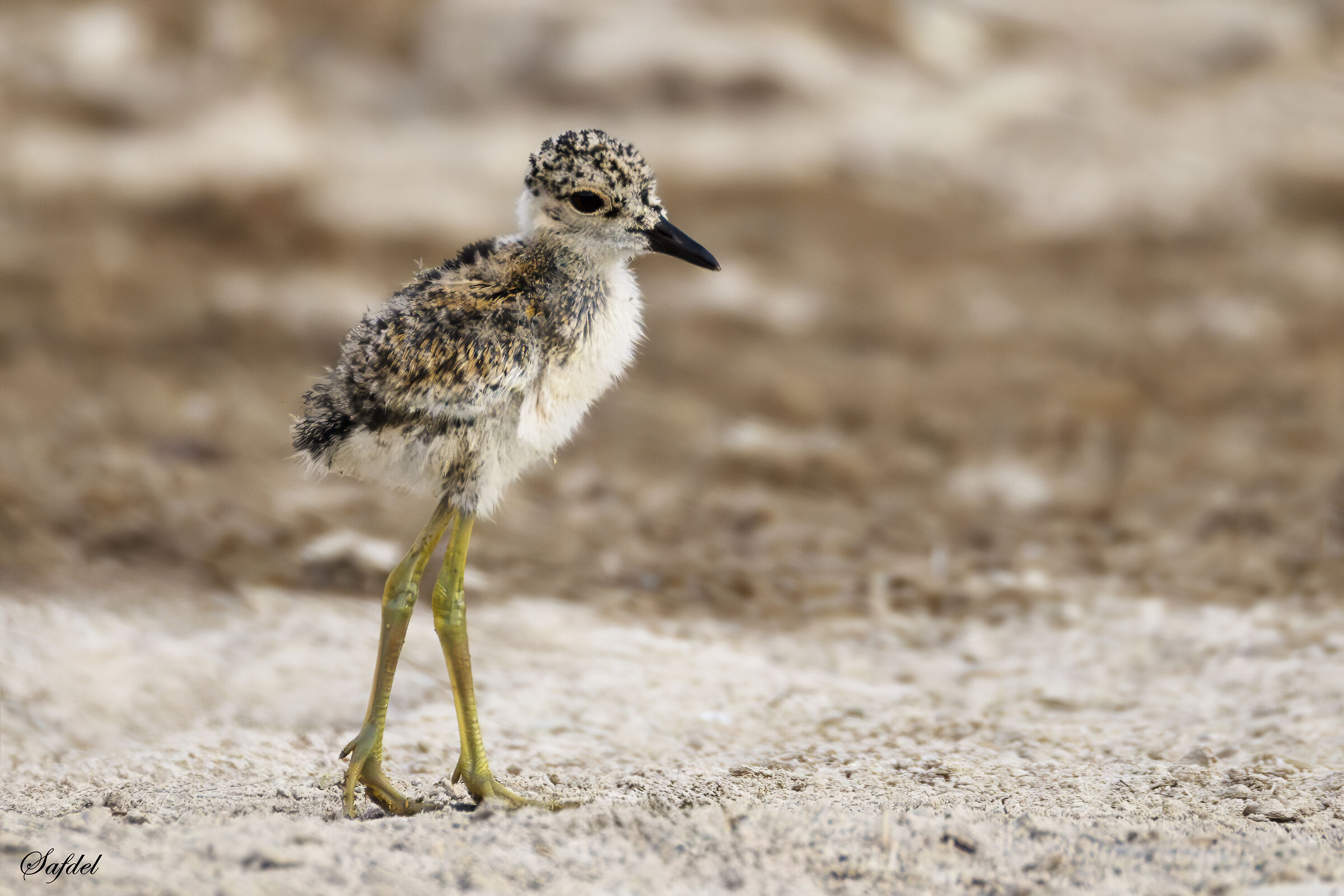 Bird chick of White-tailed lapwing
