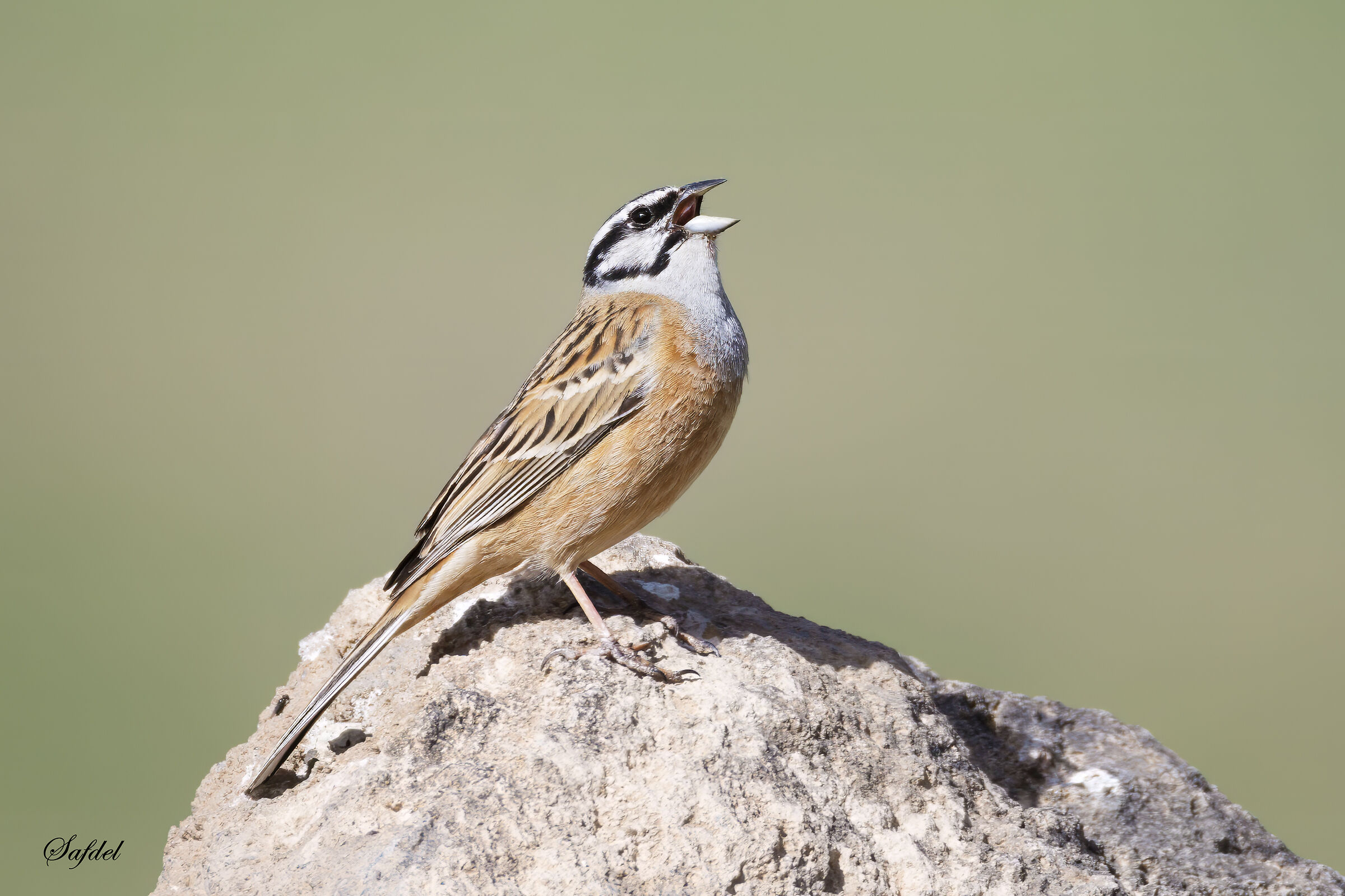 Rock bunting