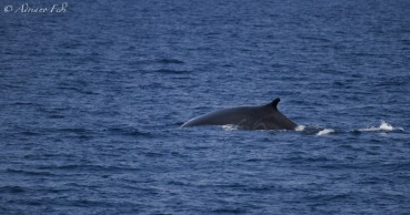 Balaenoptera physalus