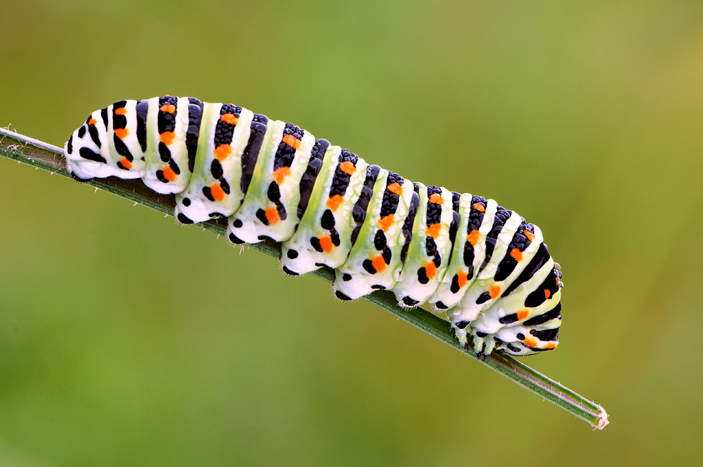 Caterpillar papilio machaon