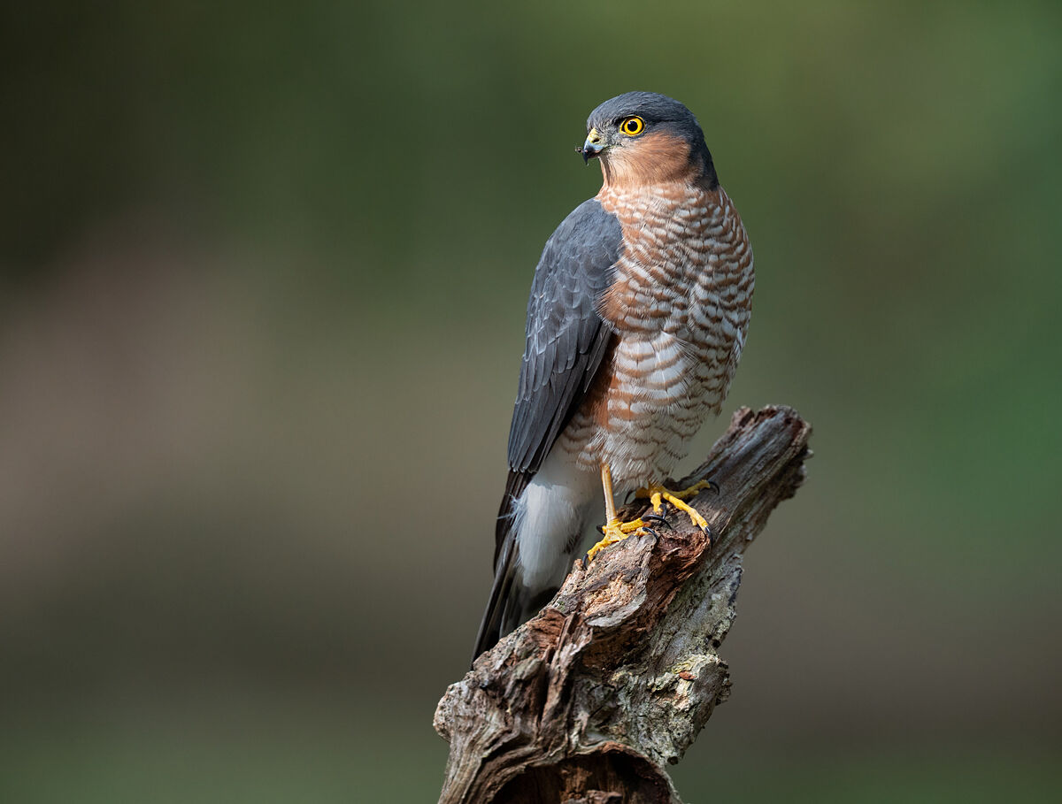 Eurasian Sparrowhawk
