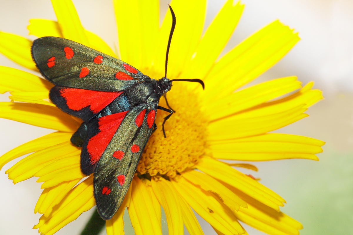 Zygaena Fabricius