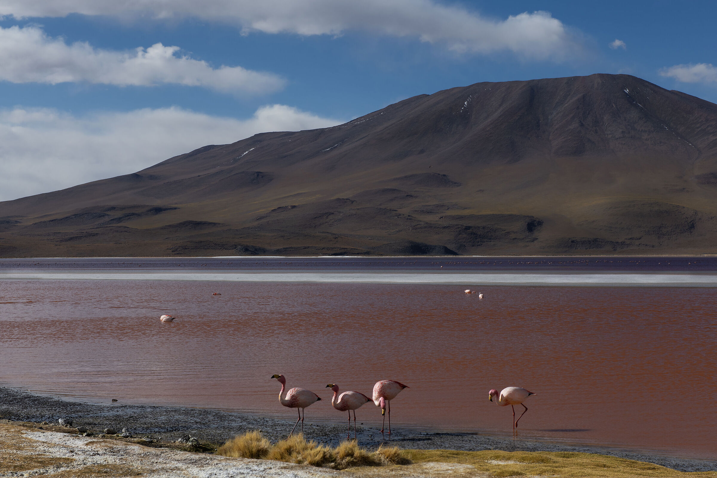 Laguna colorada