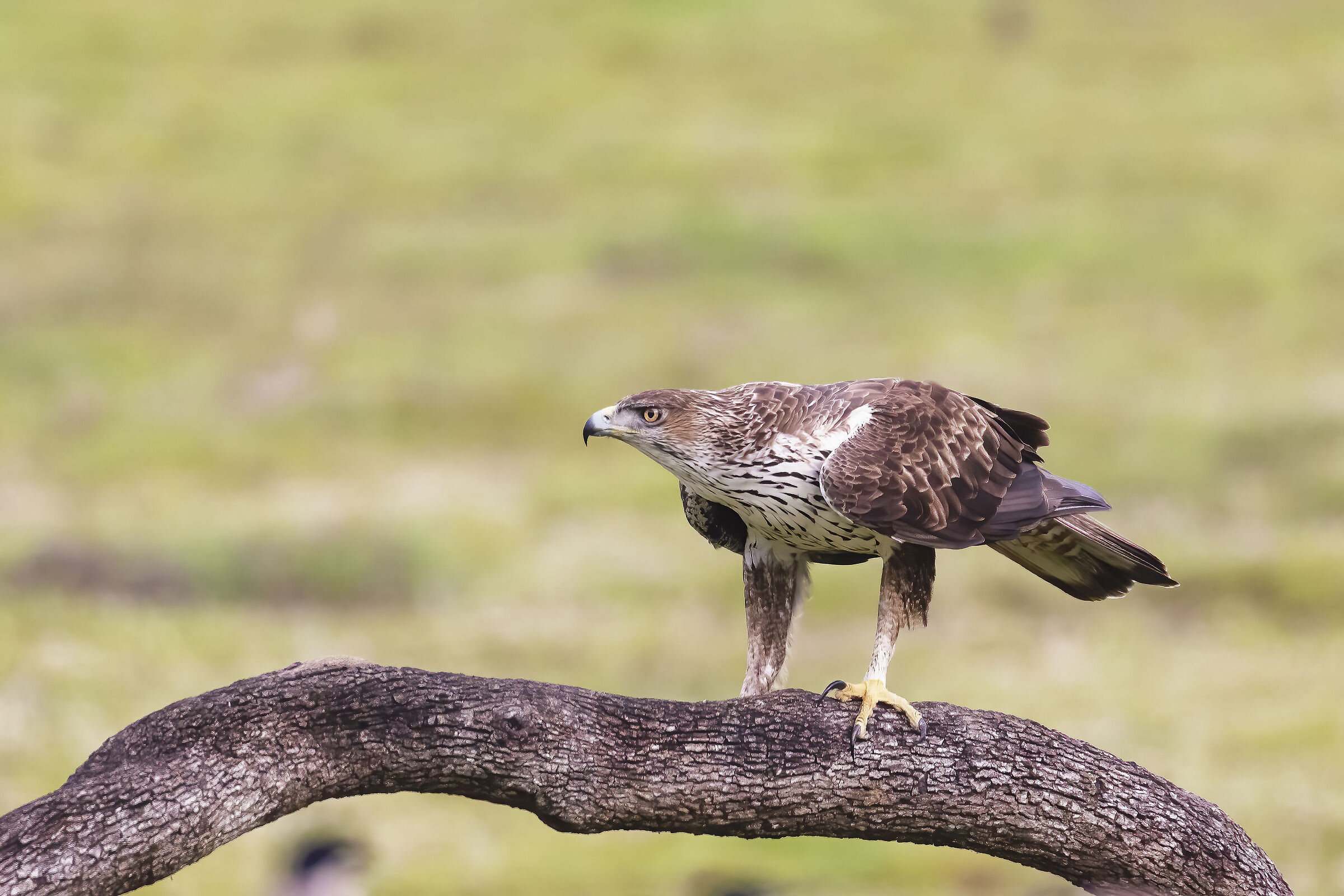 Bonelli's Eagle