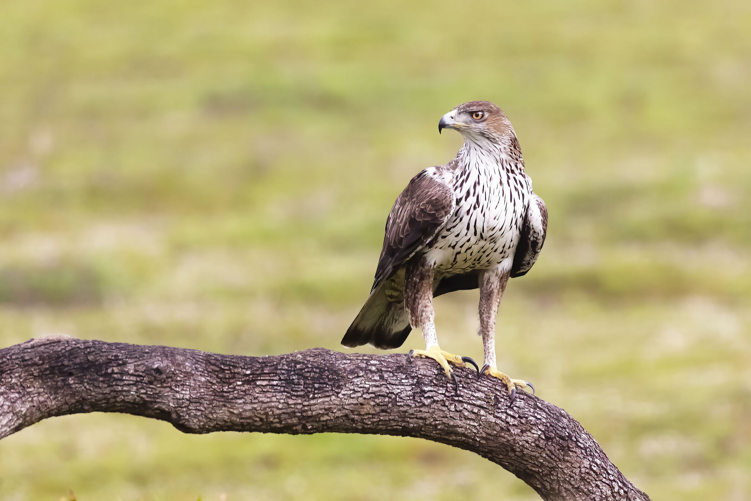 Bonelli's Eagle