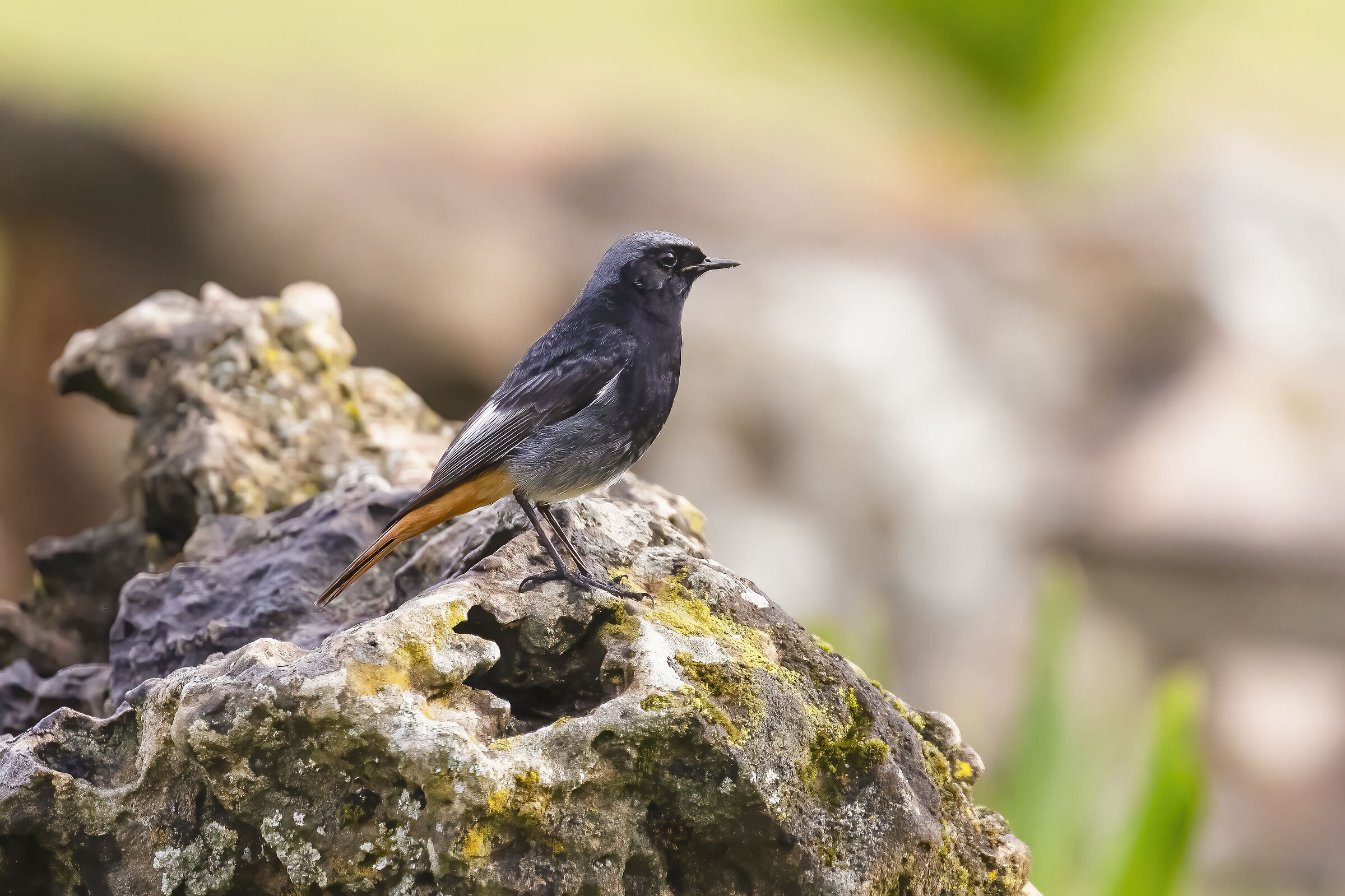 Codirosso spazzacamino maschio