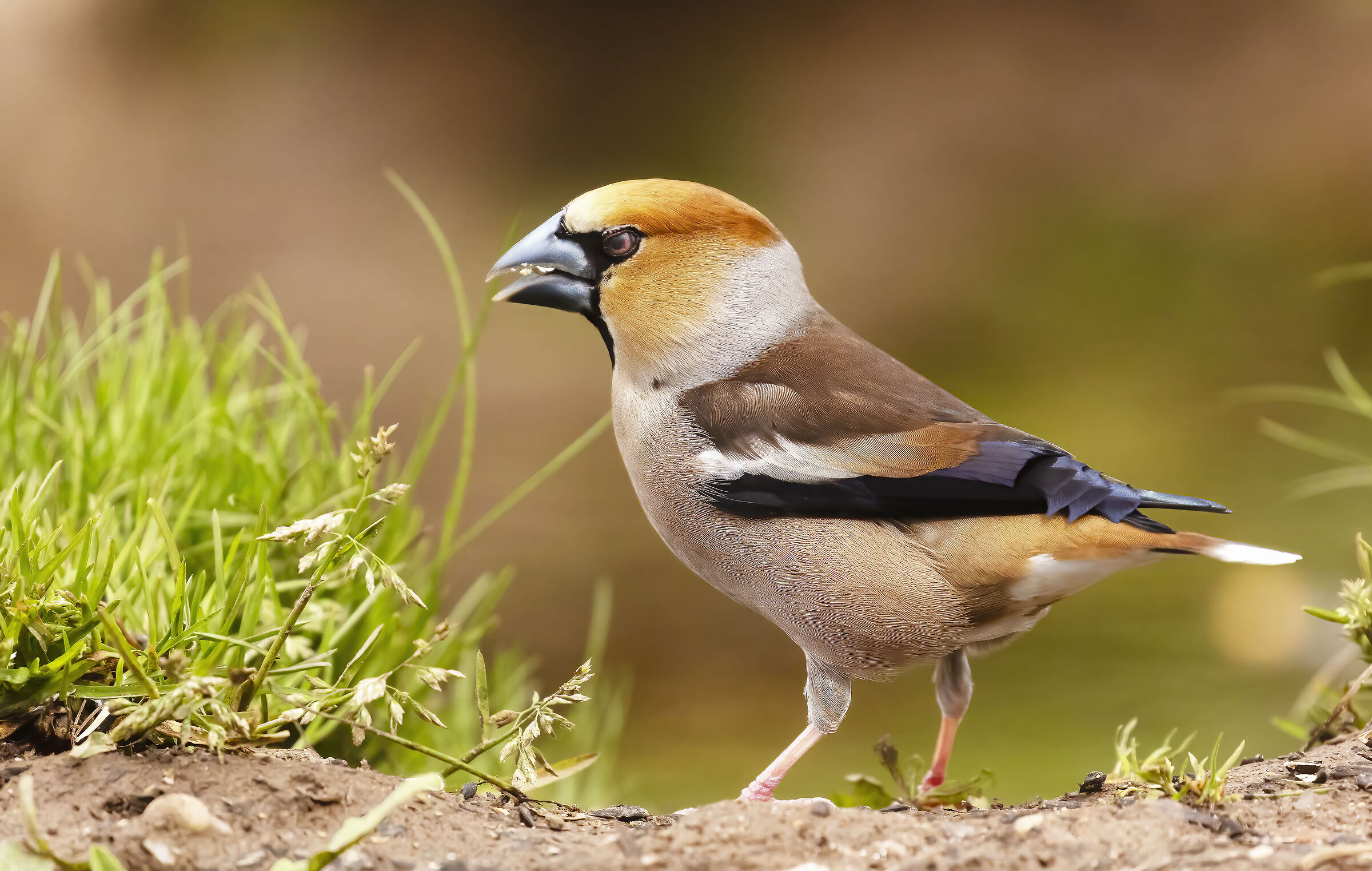 Hawfinch