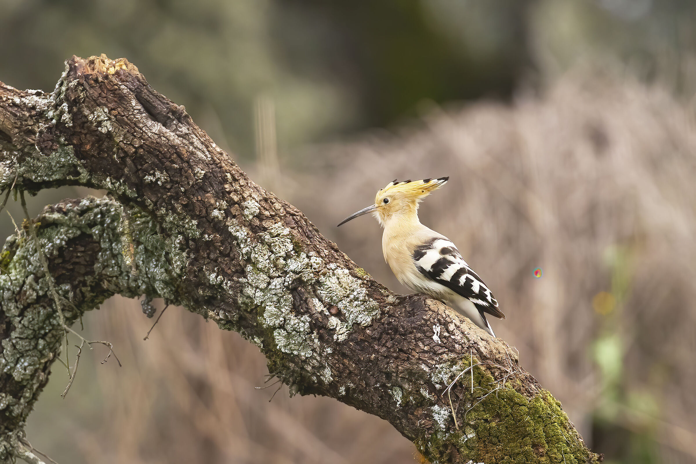 Hoopoe
