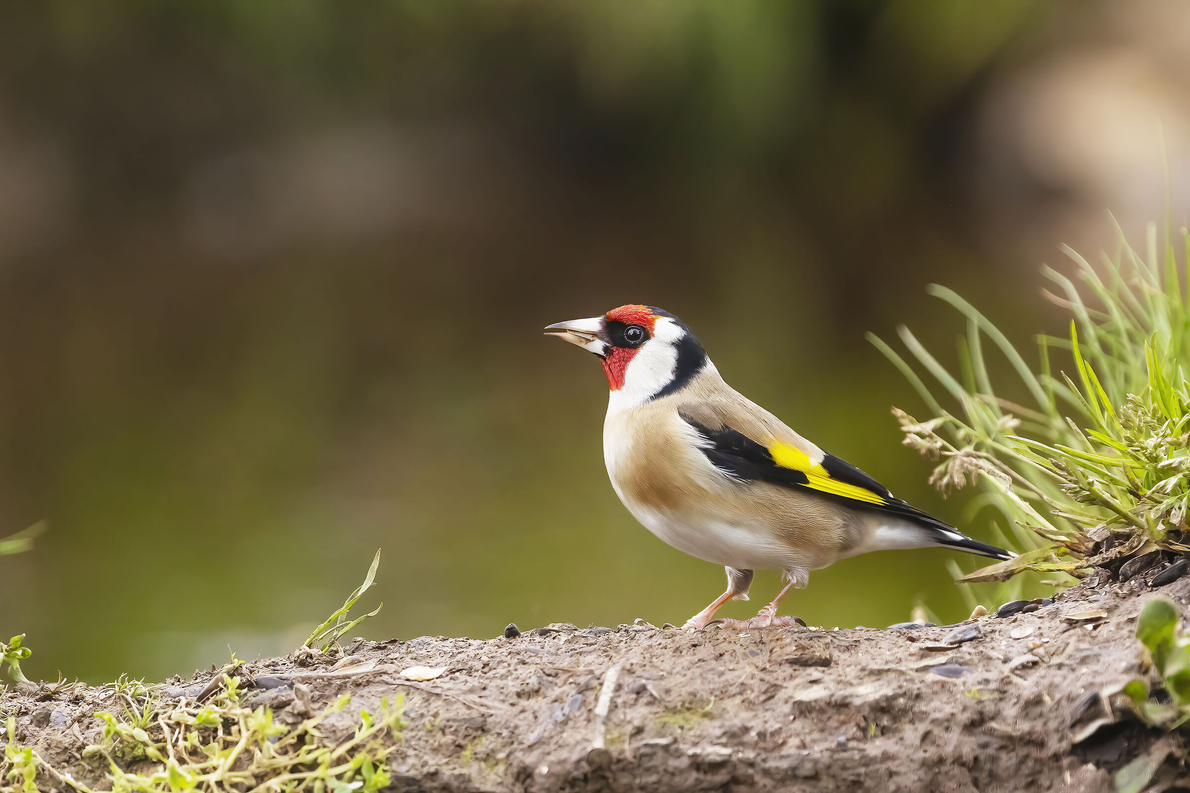 Goldfinch