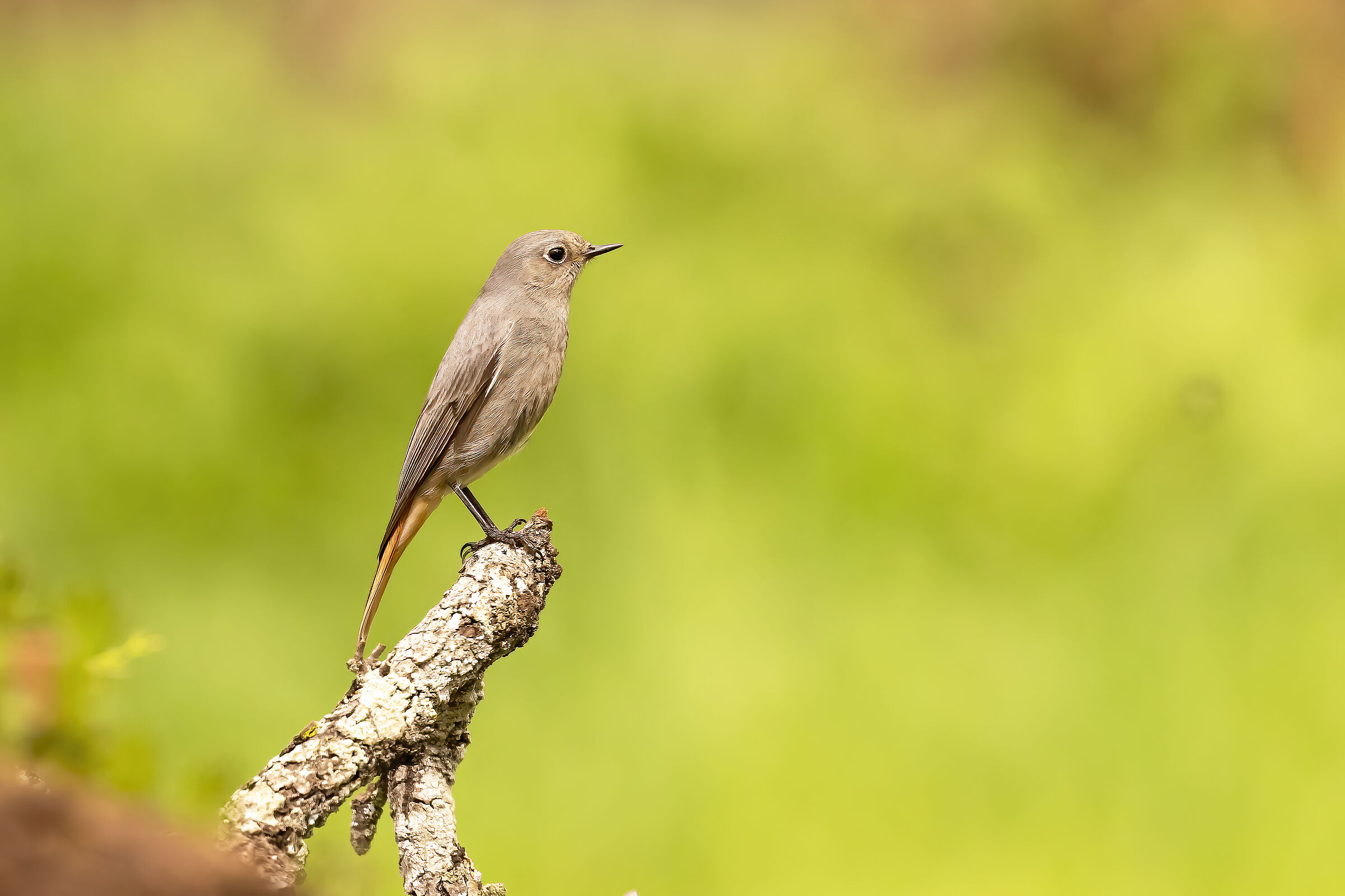 Codirosso spazzacamino femmina