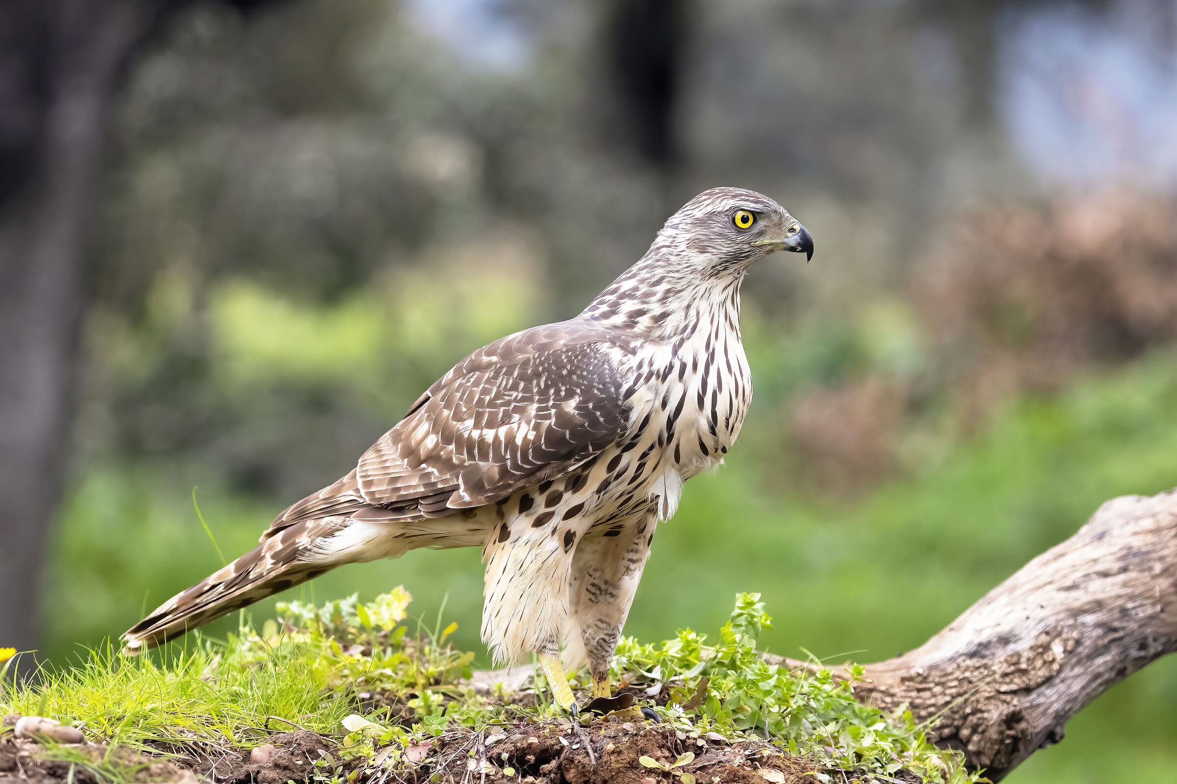 Goshawk