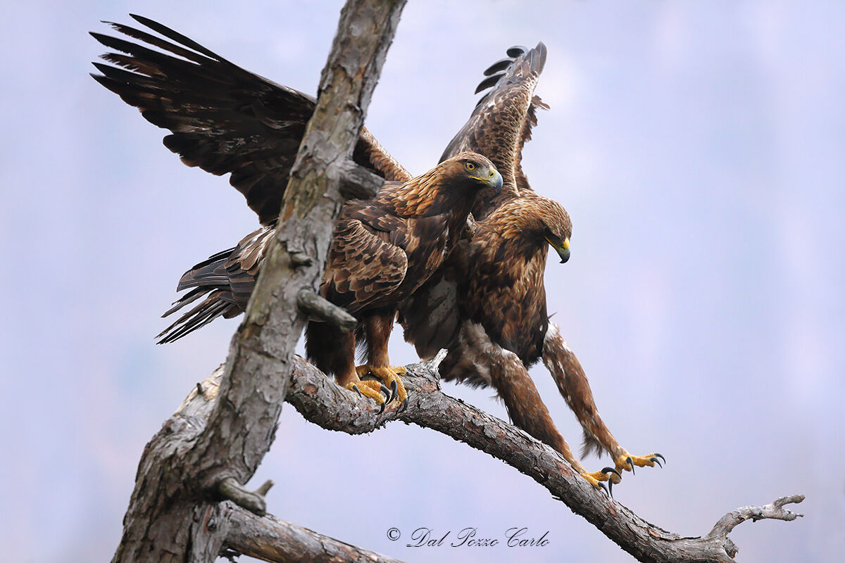Giu' il carrello....