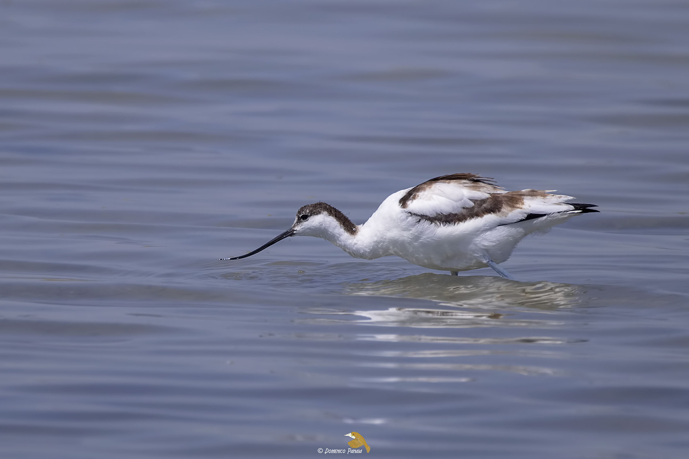avocetta