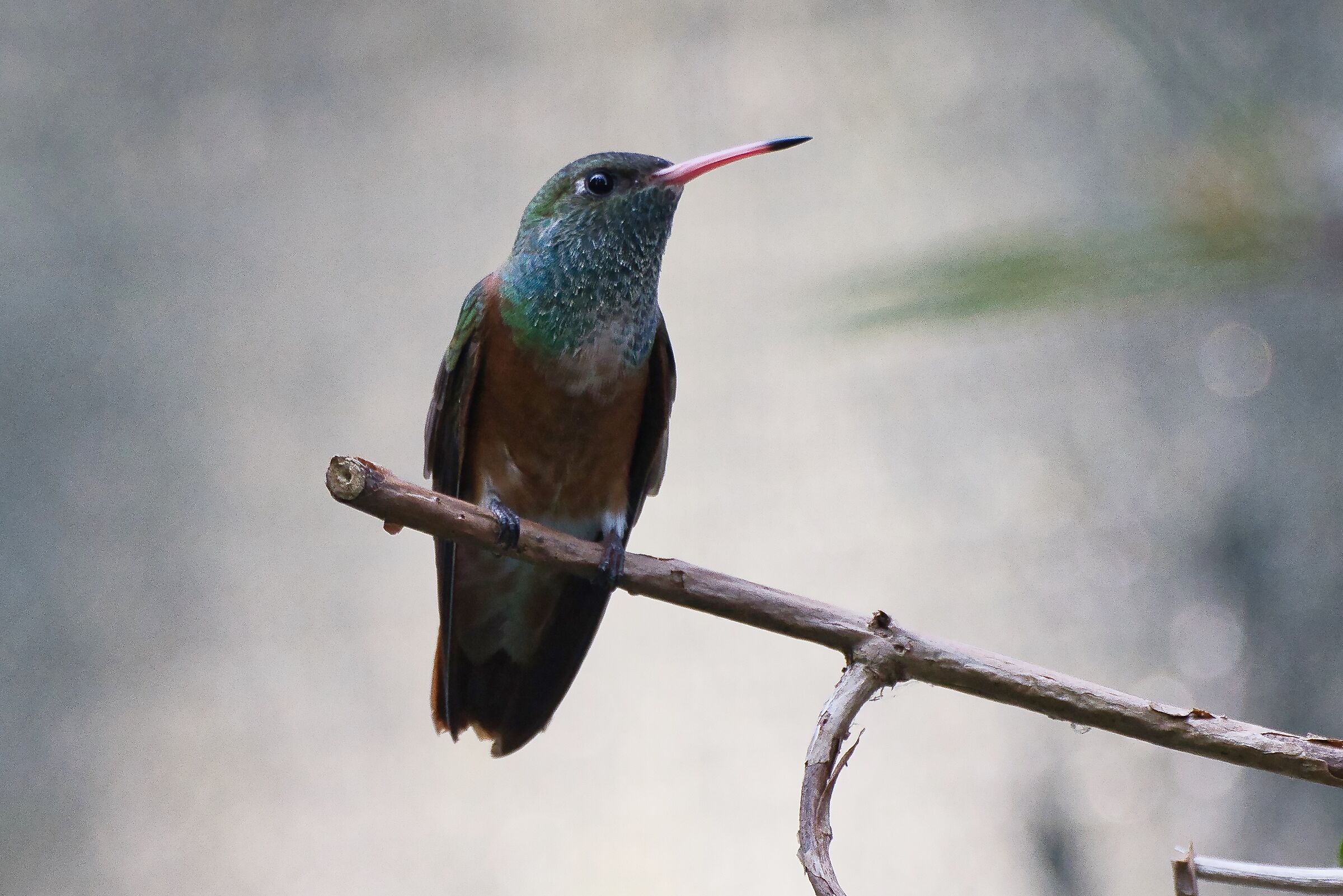 Colibrì a riposo