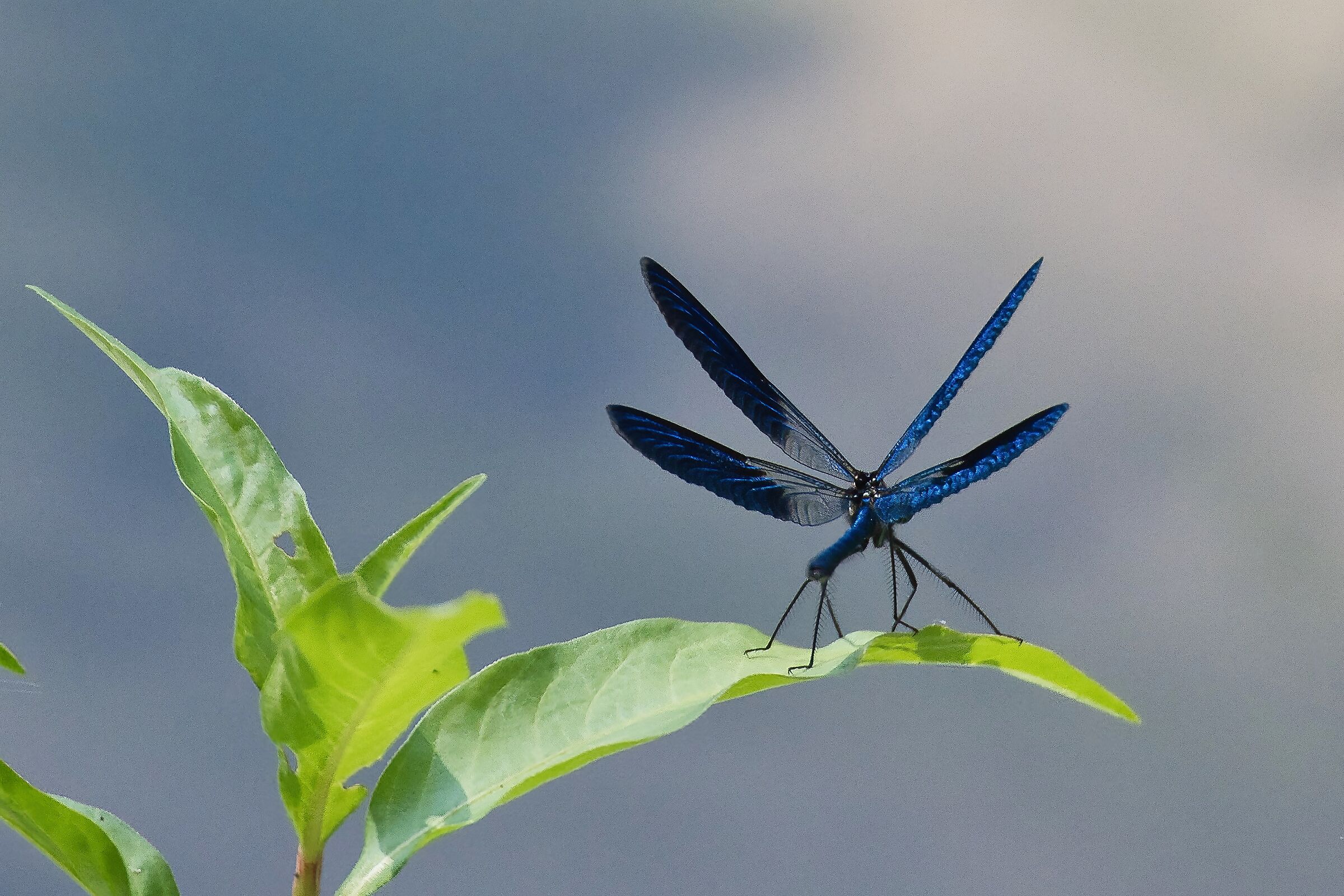 Calopteryx splendens (Damigella)