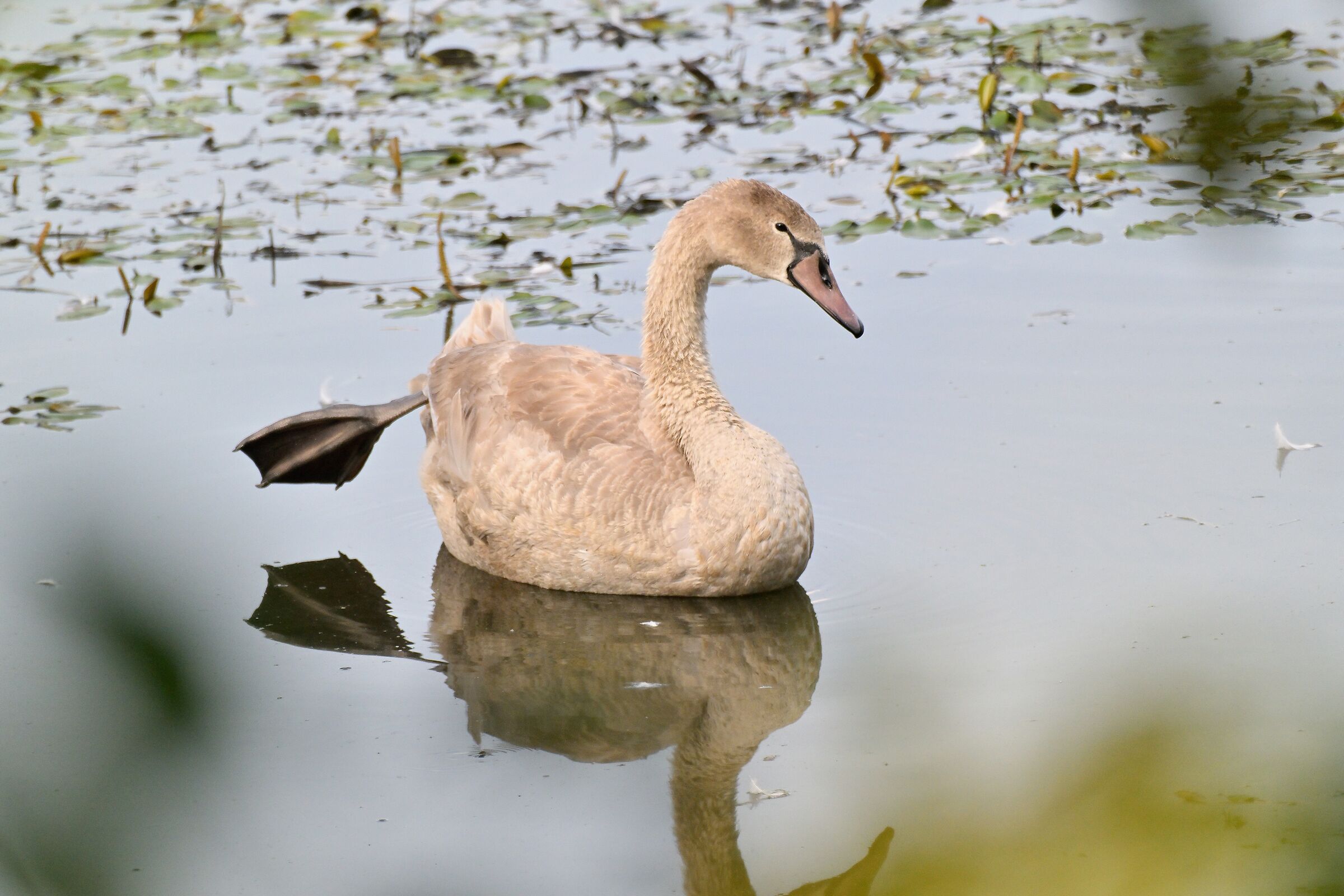 Cigno Reale giovane