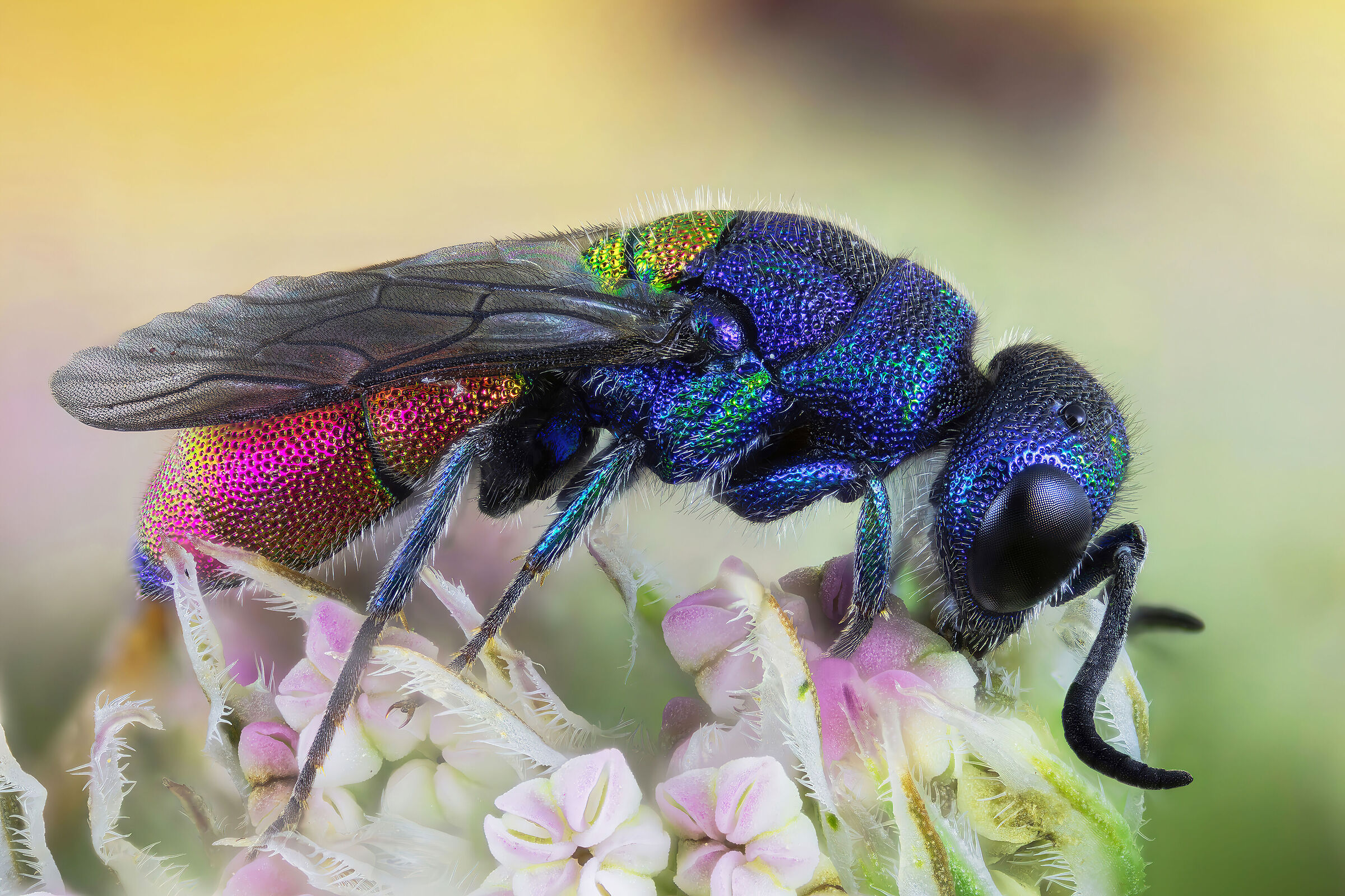 Chrysididae sp. z o.o.