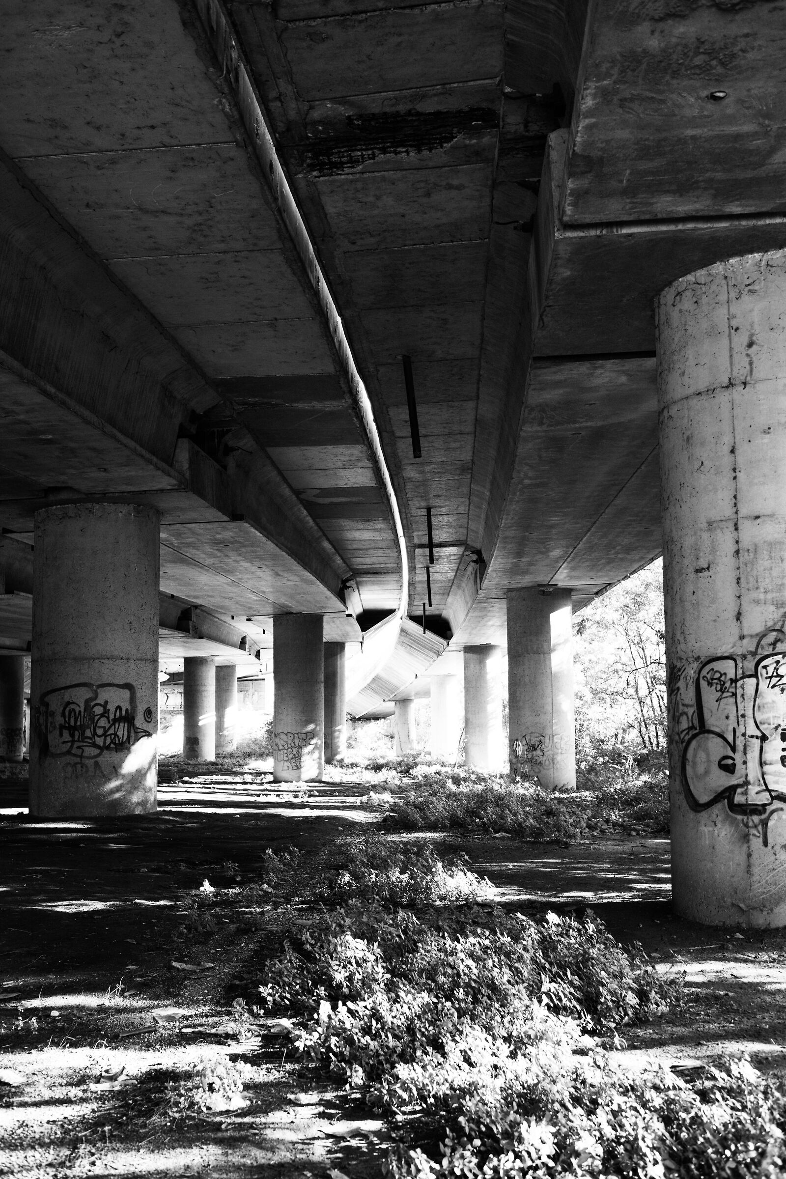 Under the ring road, the forest grows back