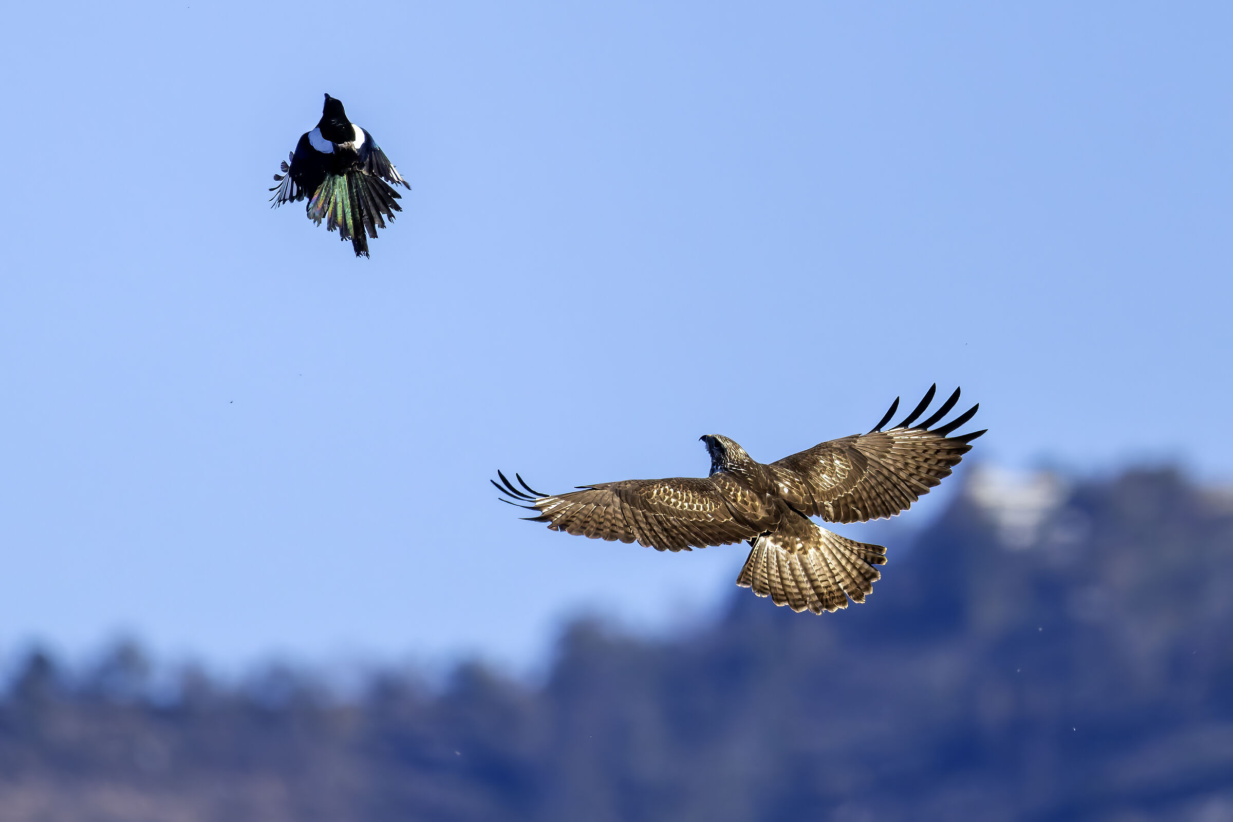 Buzzard and Magpie quarrelling