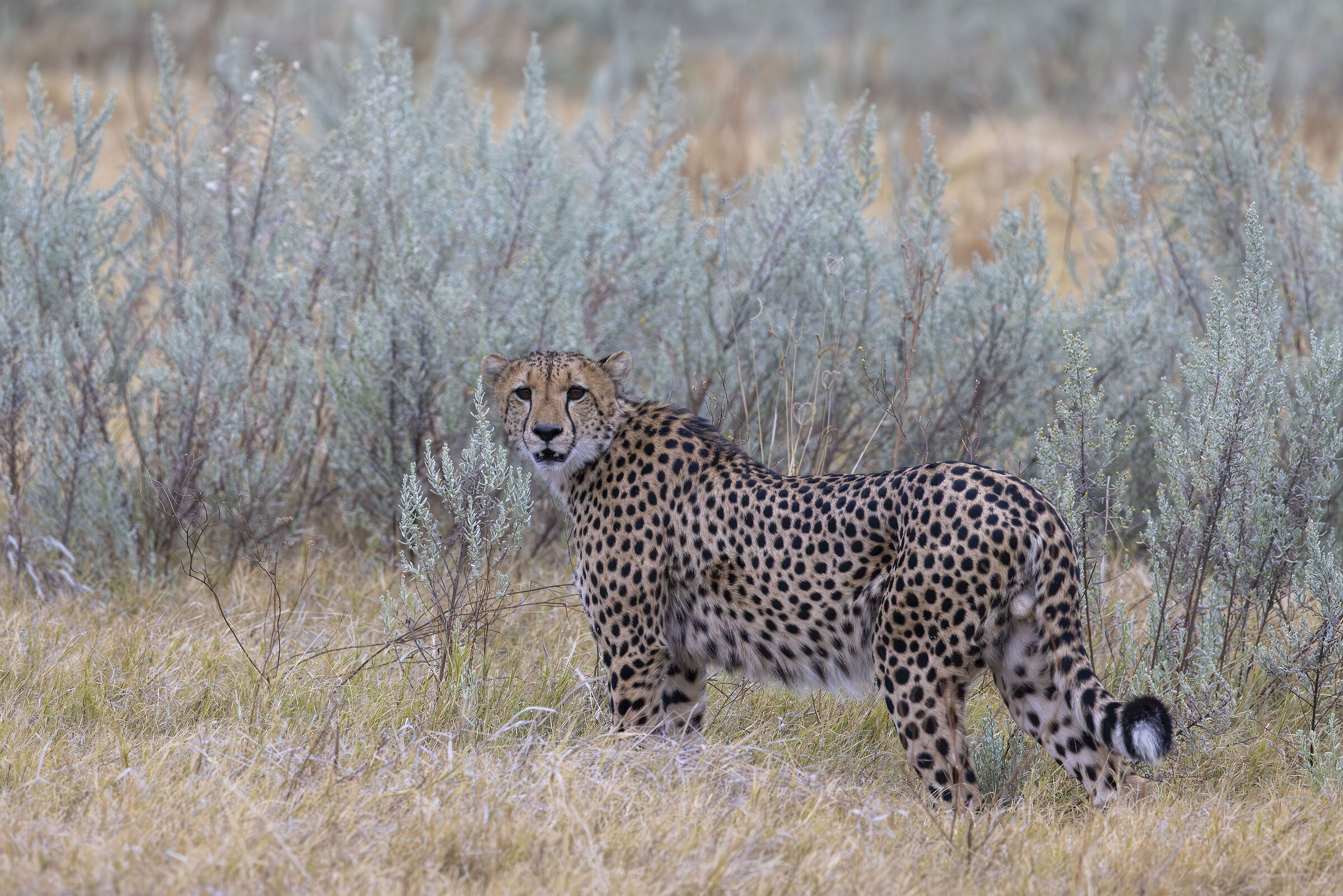 Botswana luglio 2022