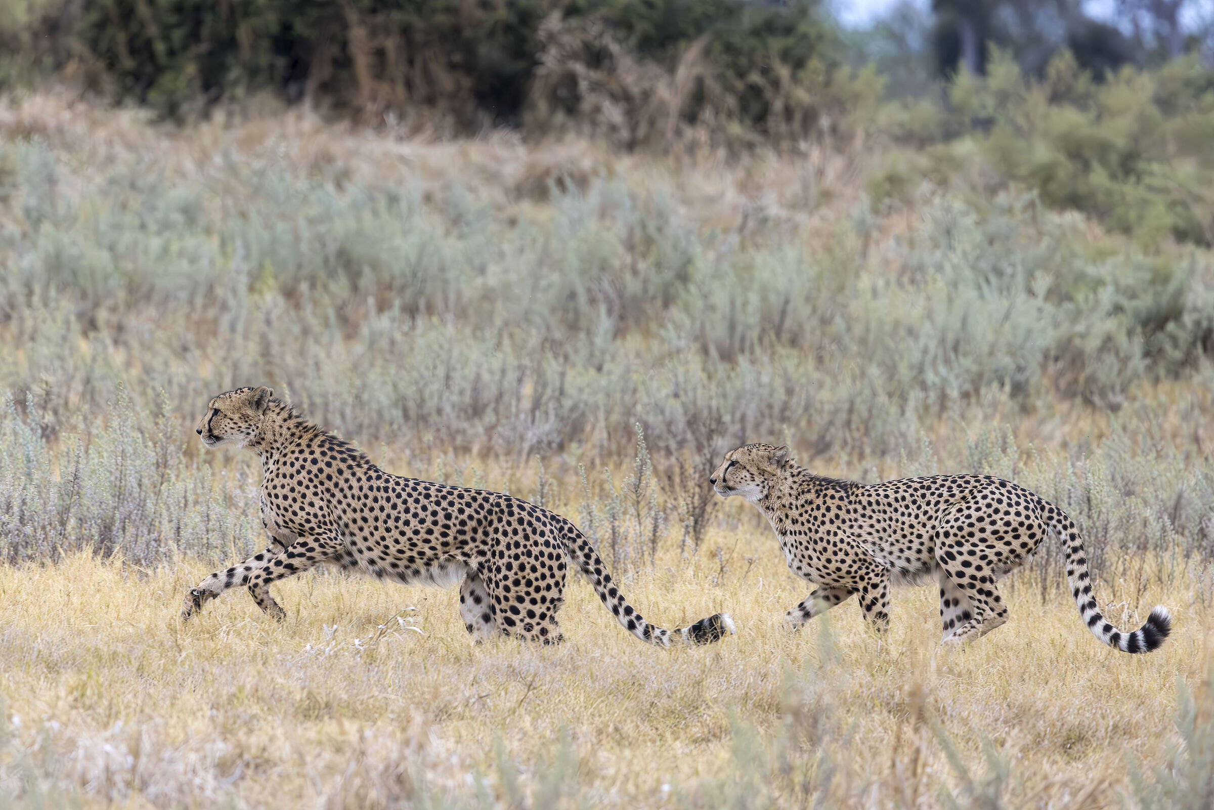 botswana luglio 2022