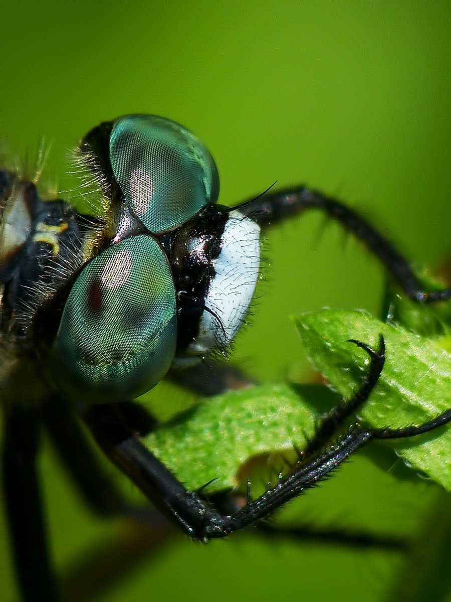 Testa di libellula...