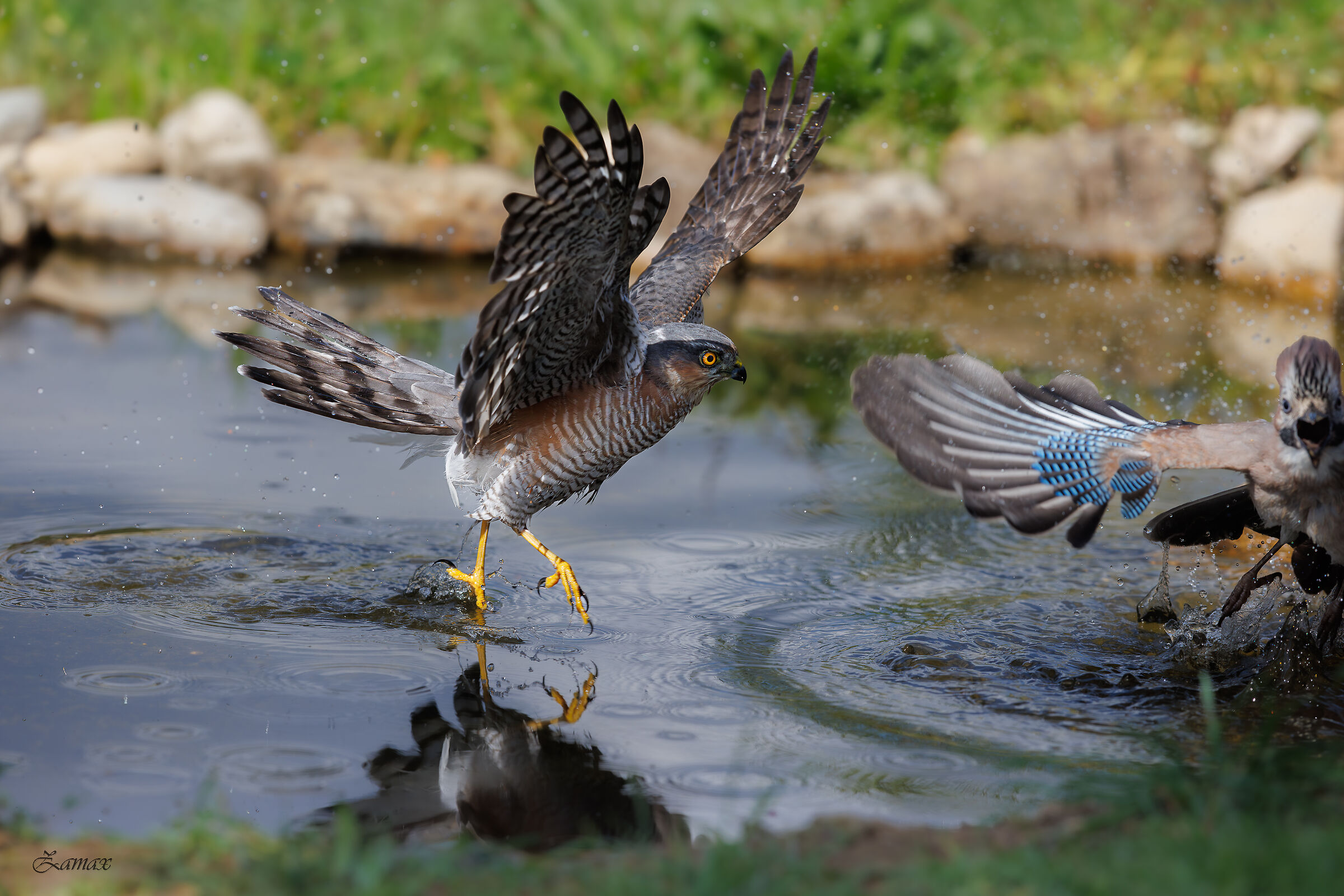 Sparviere vs Ghiandaia