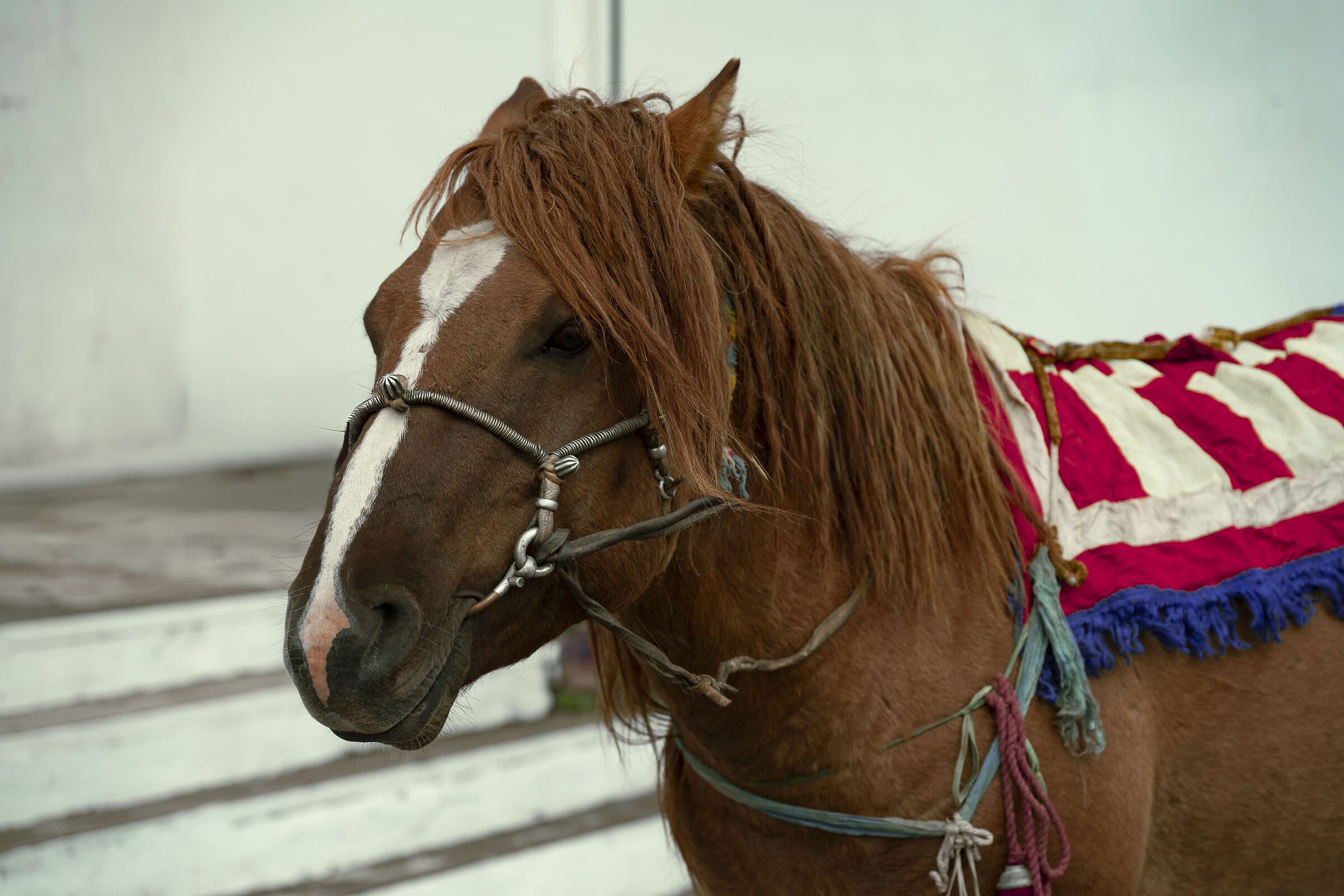 Free horse