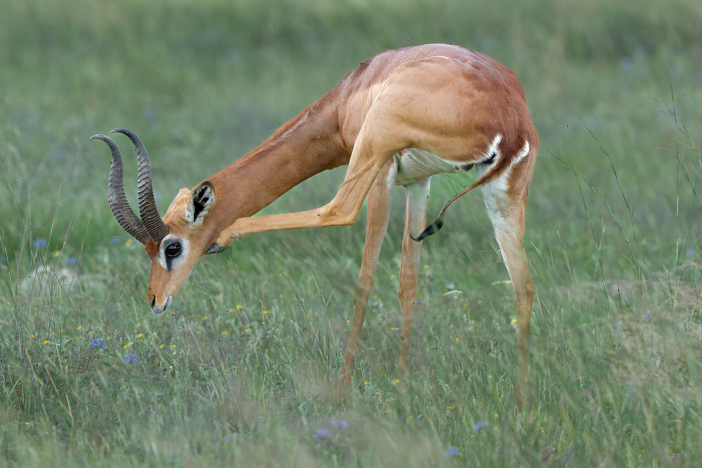 antelope